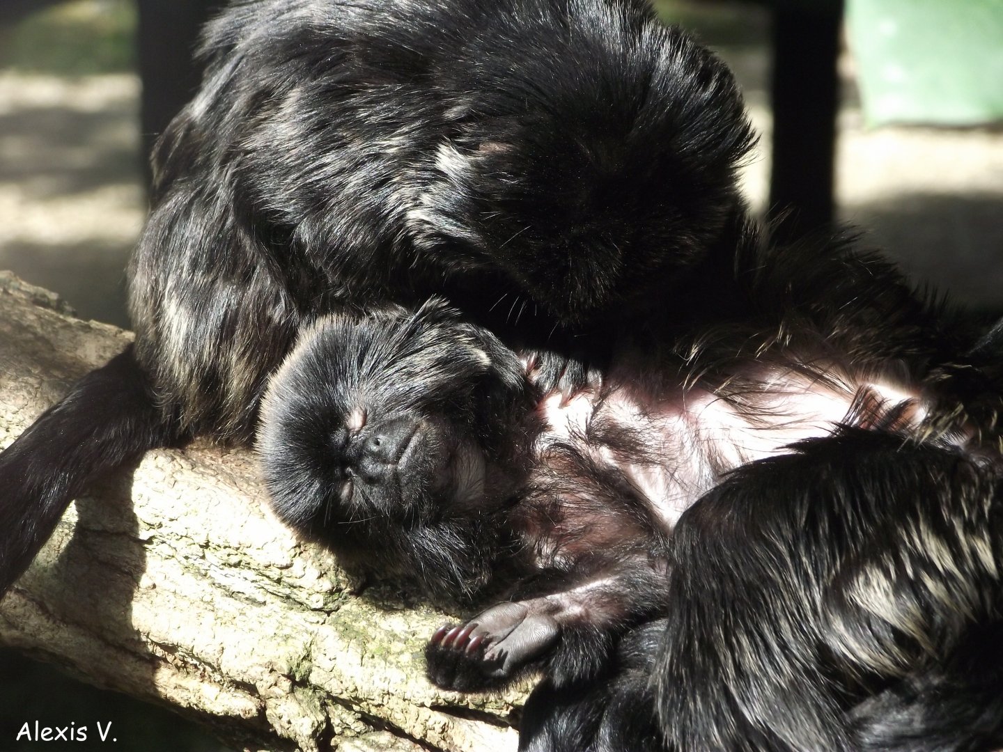 Callimicos grooming each other - Zooparc de Beauval - 09/2015