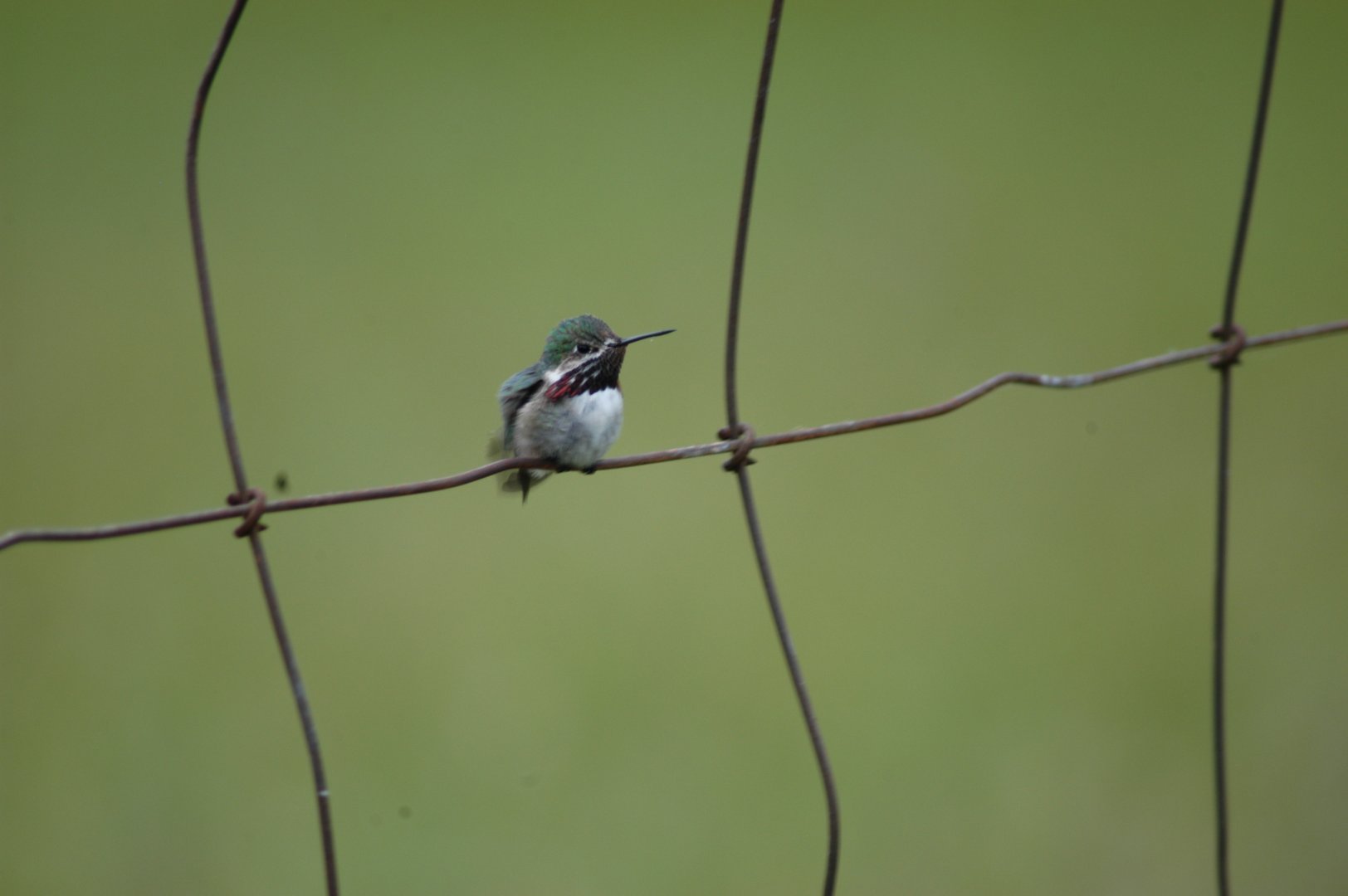 Calliope Hummingbird