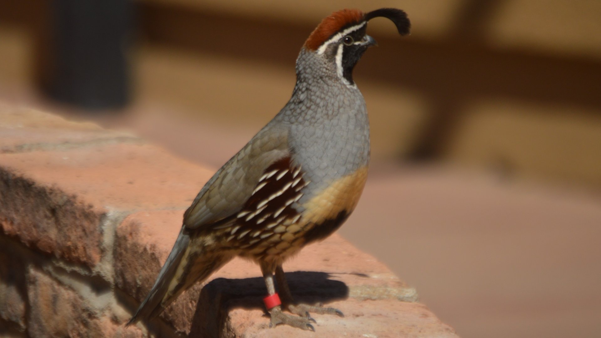 Callipepla gambelli fulvipectus