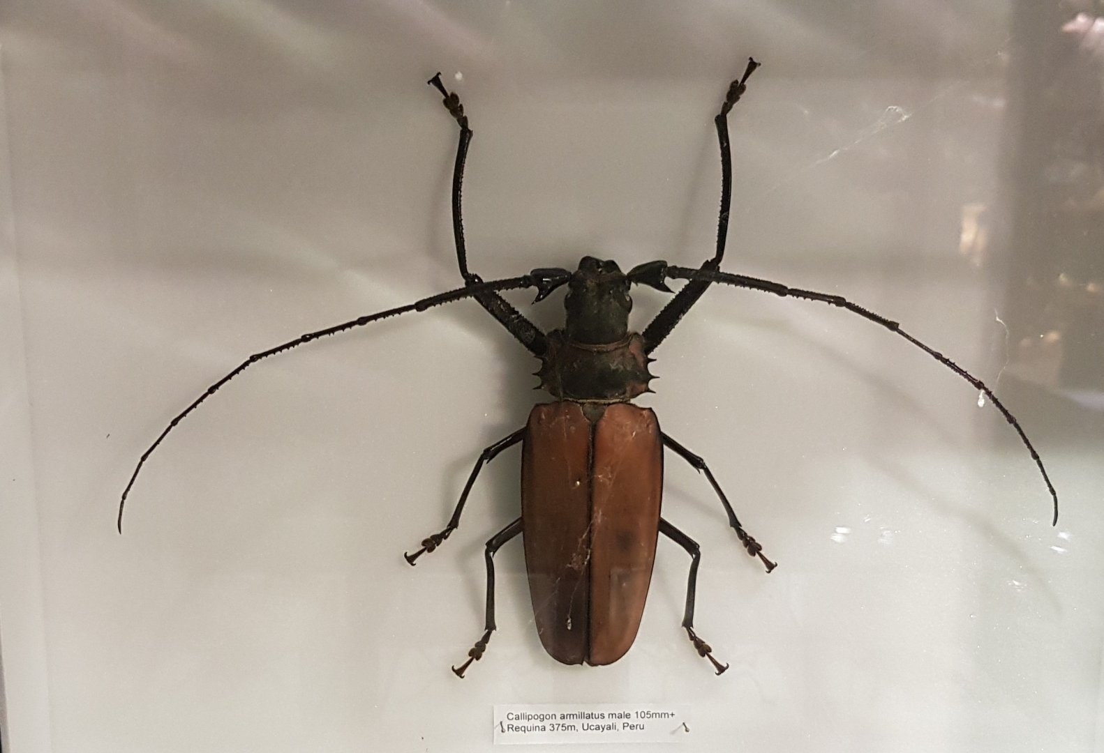 Callipogon armillatus