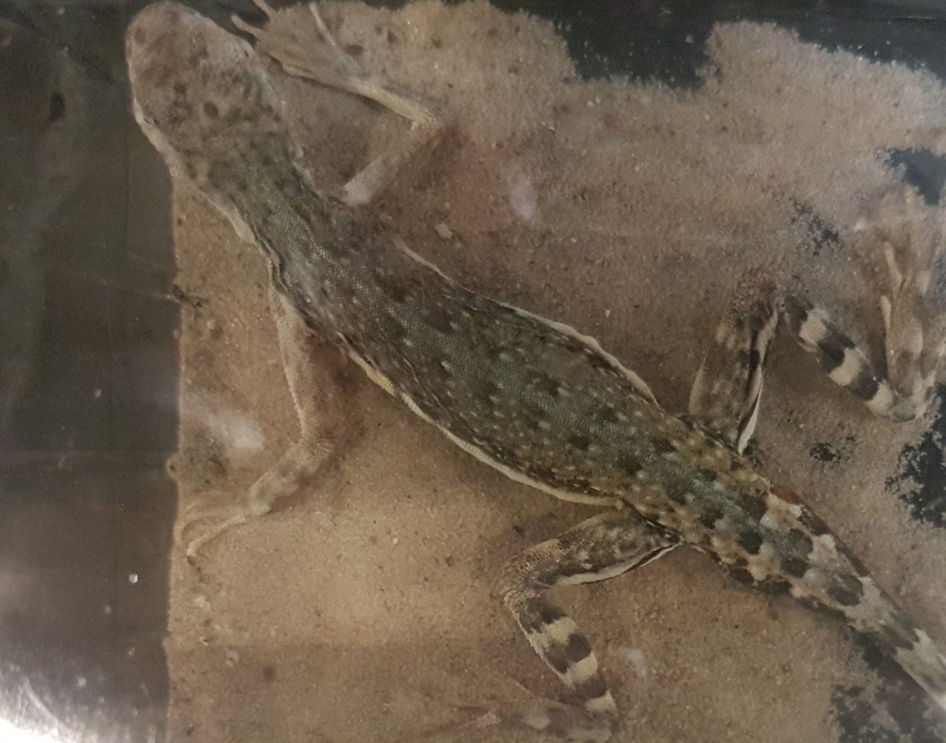 Callisaurus draconoides