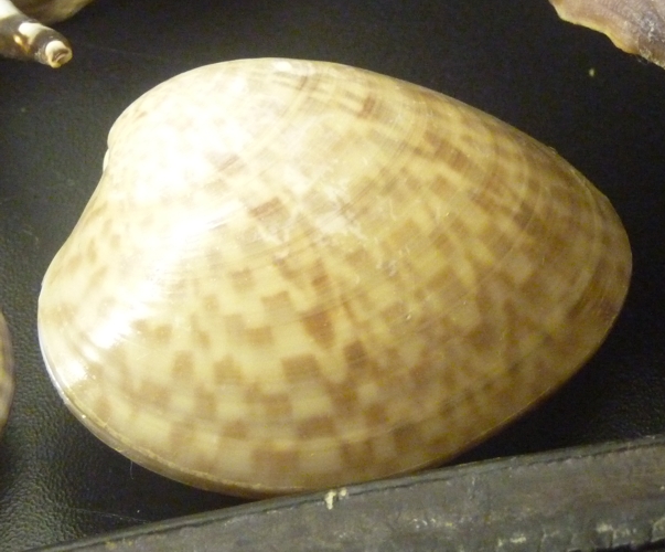 Callista-like venerid clam, ID???