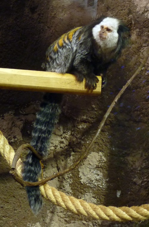 Callithrix geoffroyi