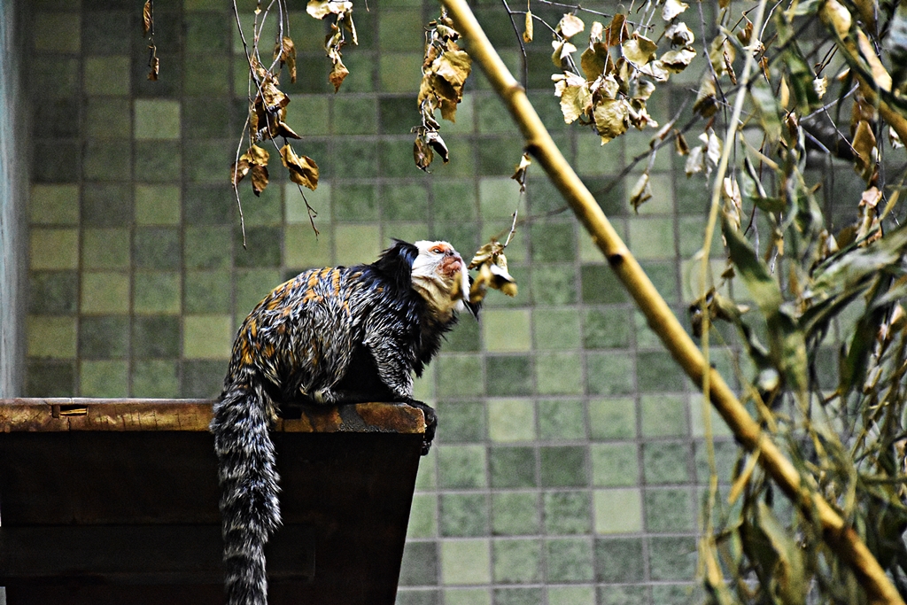 Callithrix geoffroyi