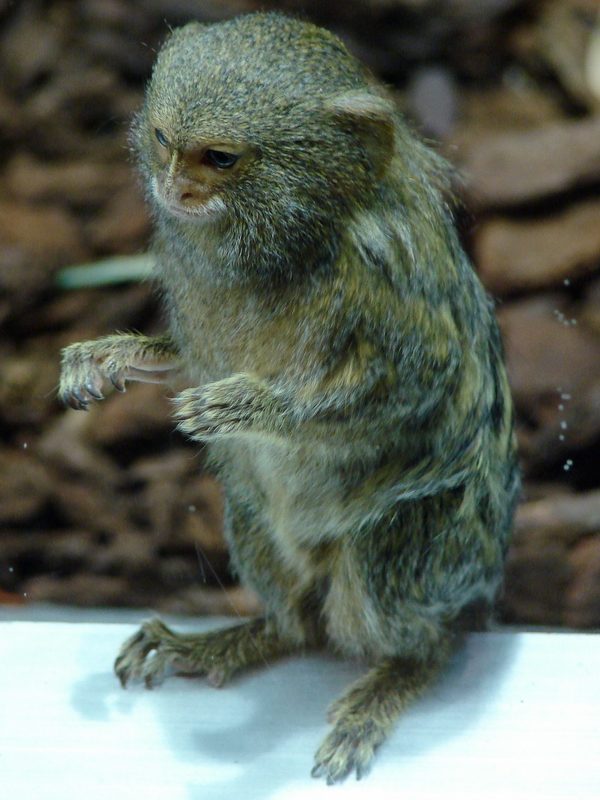 Callithrix pygmaea  / Pygmy marmoset