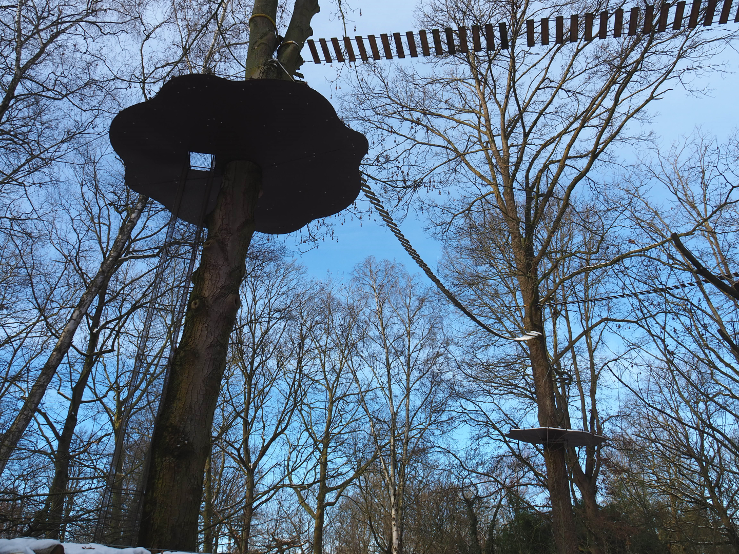 Callitrichid climbing structures in trees, 2021-02-14