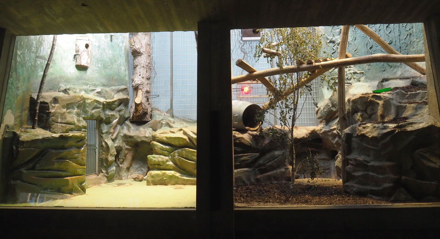 Callitrichid exhibit undergoing reservation and Former red ruffed lemur exhibit turned into callitrichid exhibit, 2021-07-17