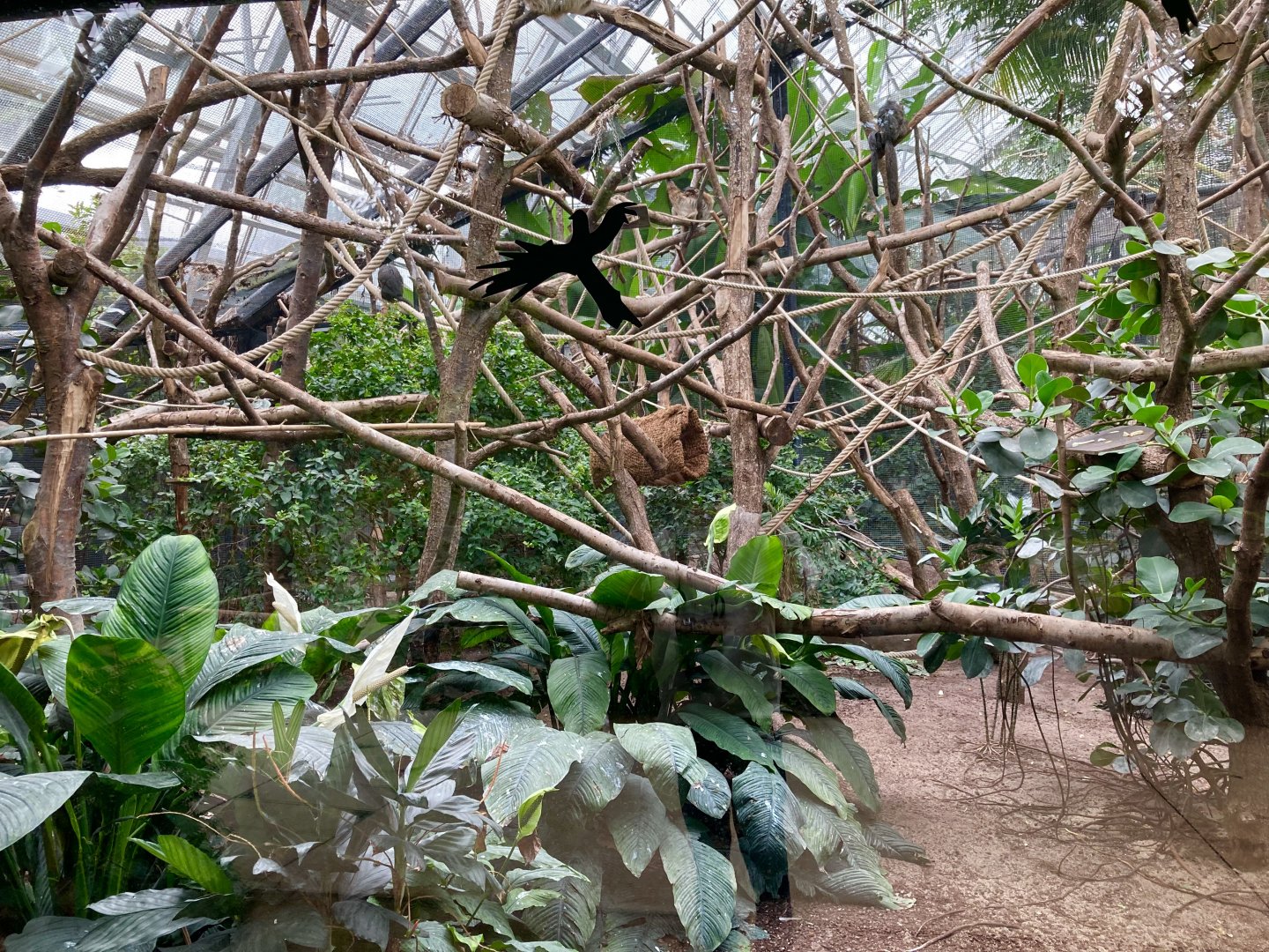 Callitrichid exhibit