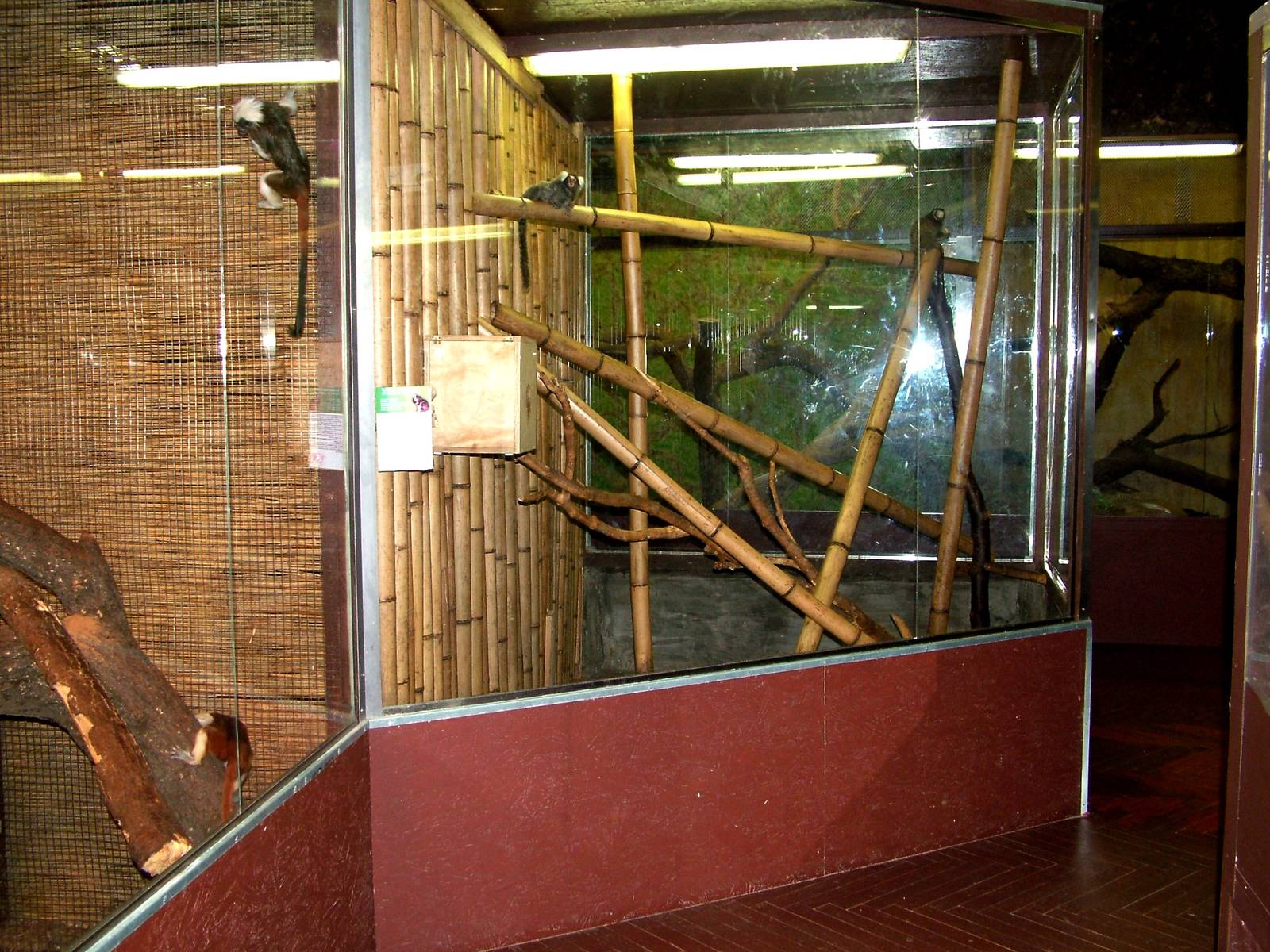 Callitrichid Exhibits at Prague Terrarium, 26/08/12