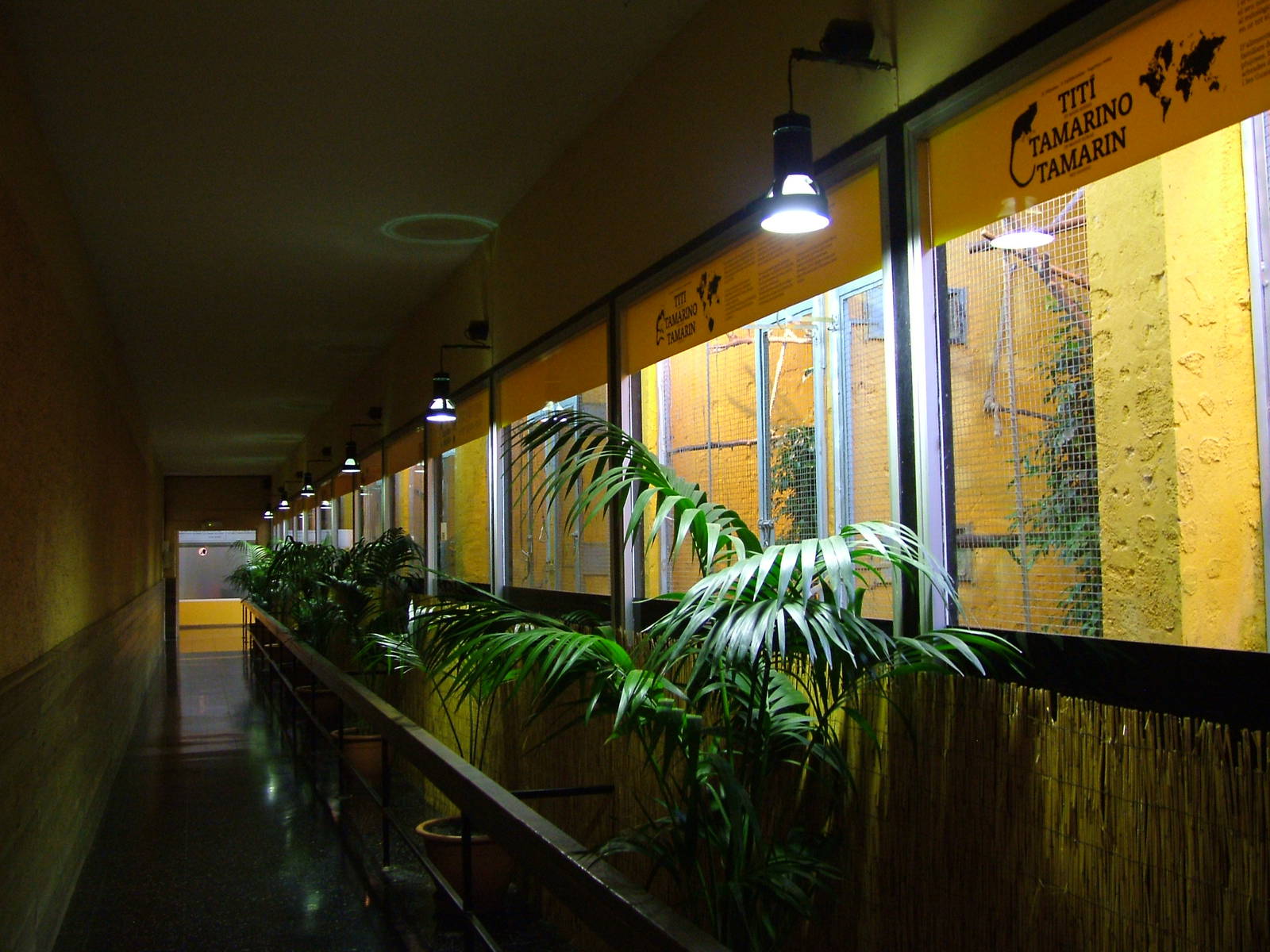 Callitrichid House at Barcelona, 30/05/11