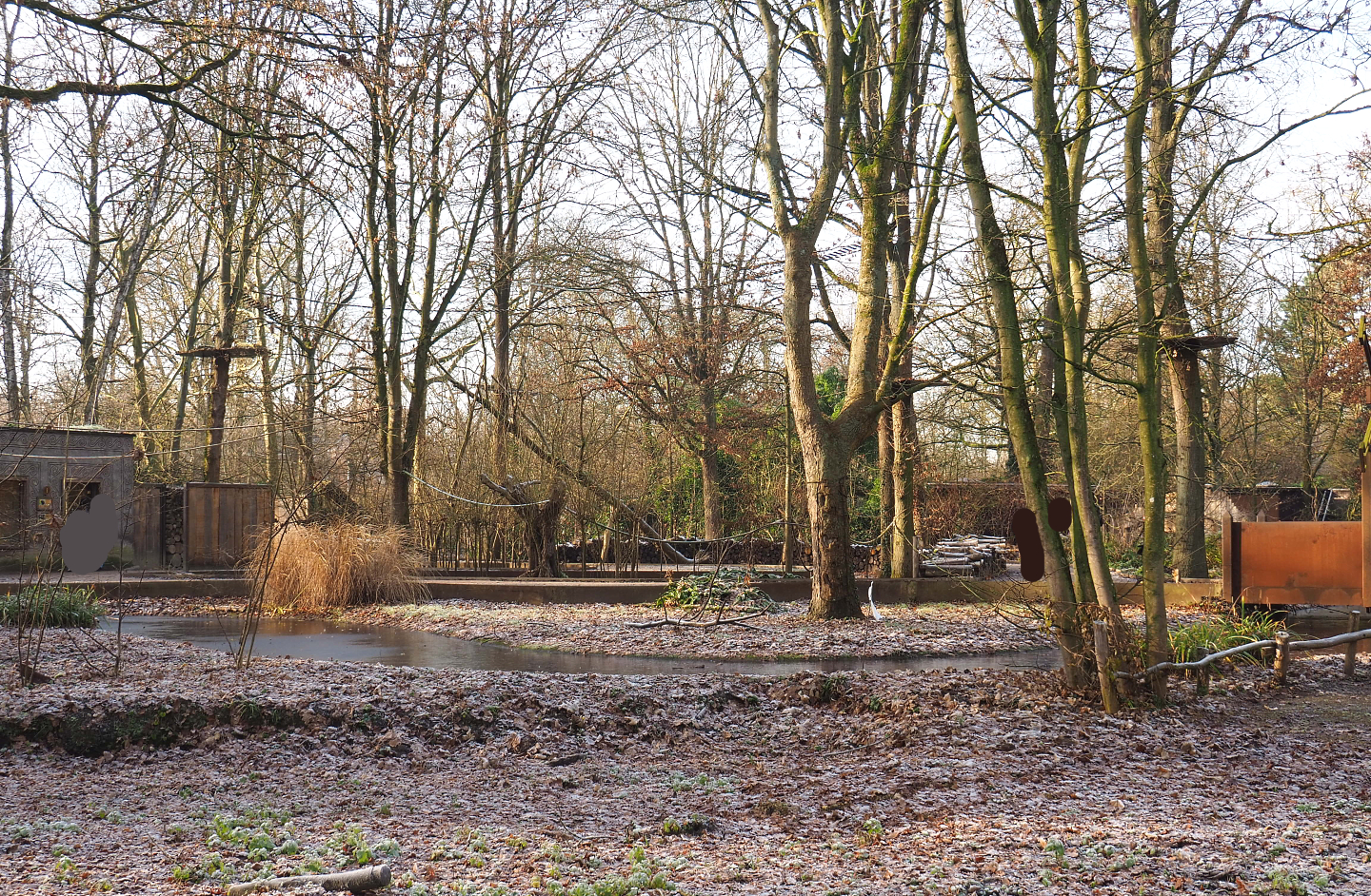 Callitrichid island, 2021-12-22