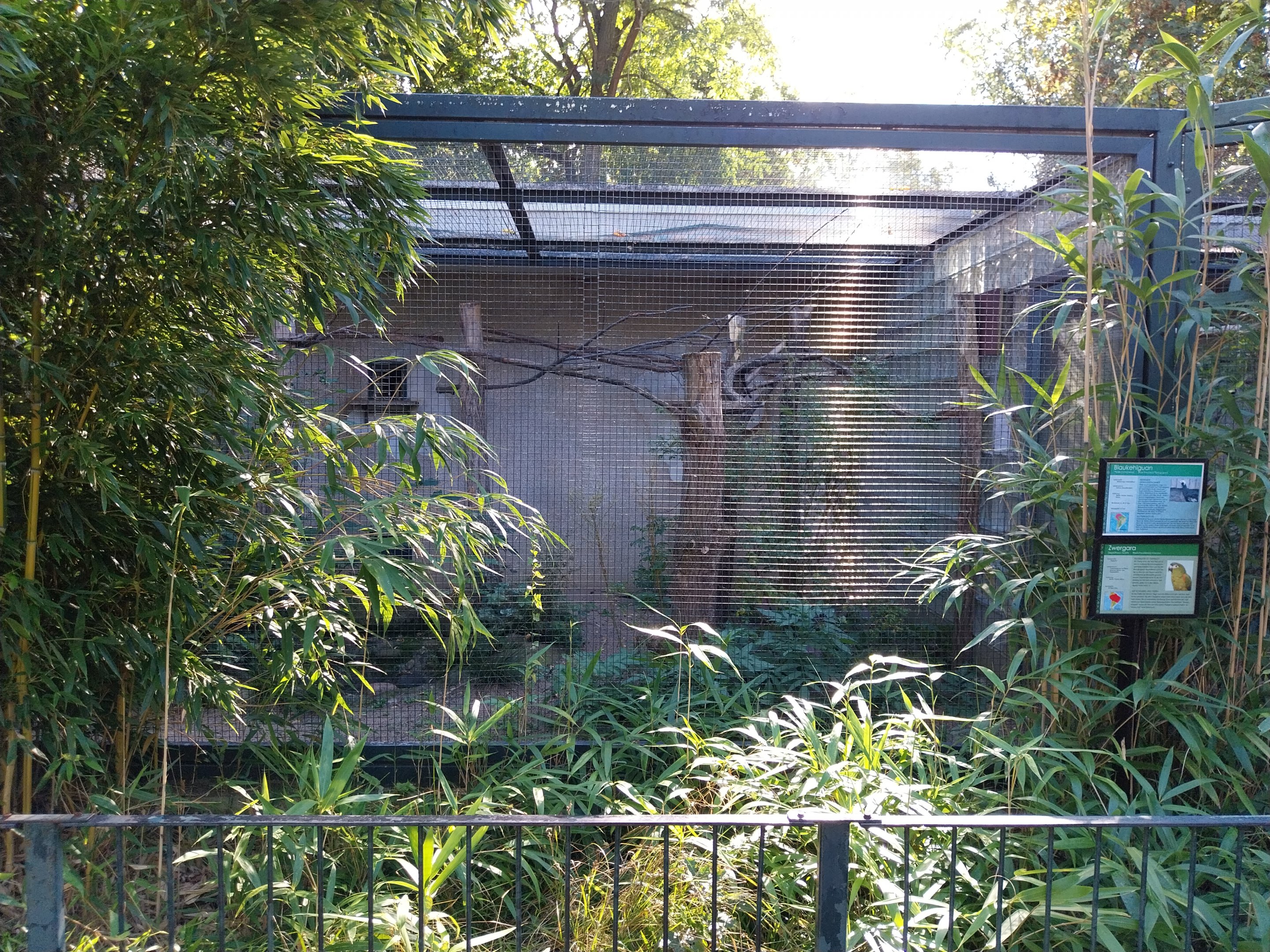 Callitrichidae - Blue-throated Piping-guan and Red-shouldered Macaw