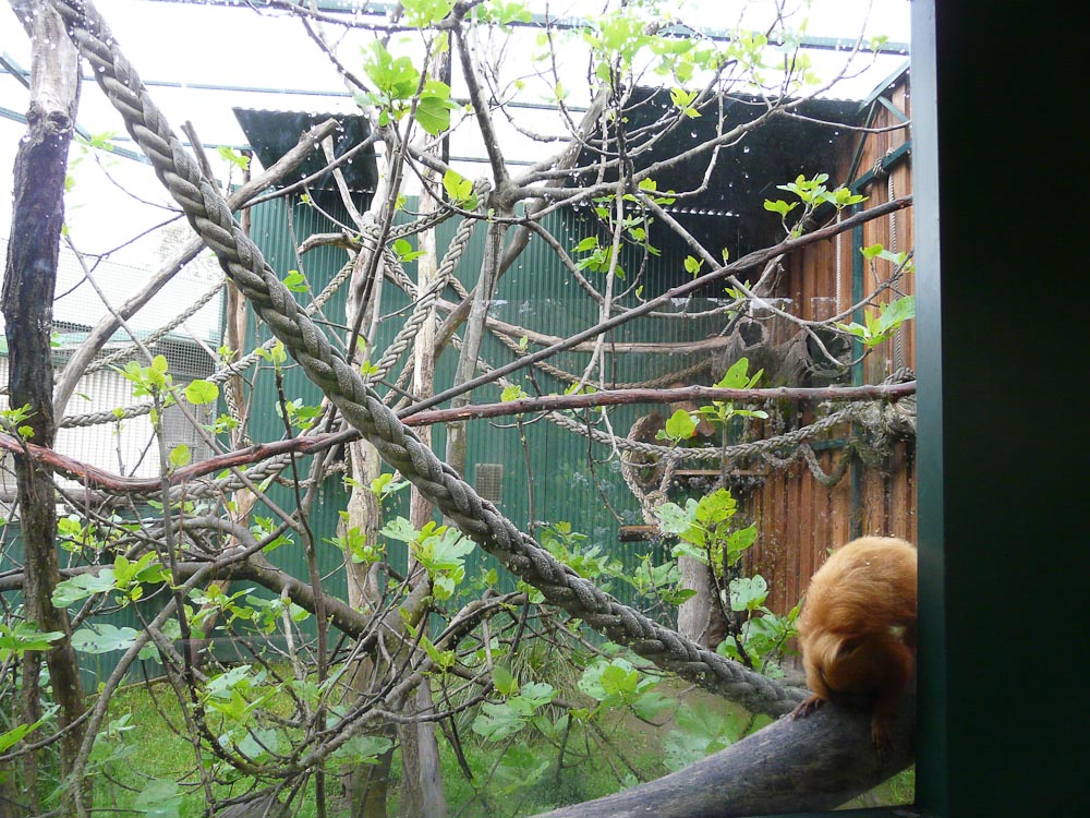 "Callitrichidae Castle" GLT enclosure