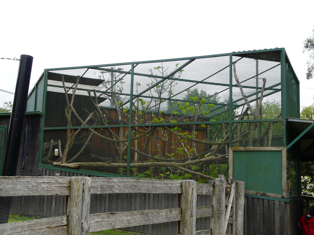 "Callitrichidae castle" side view