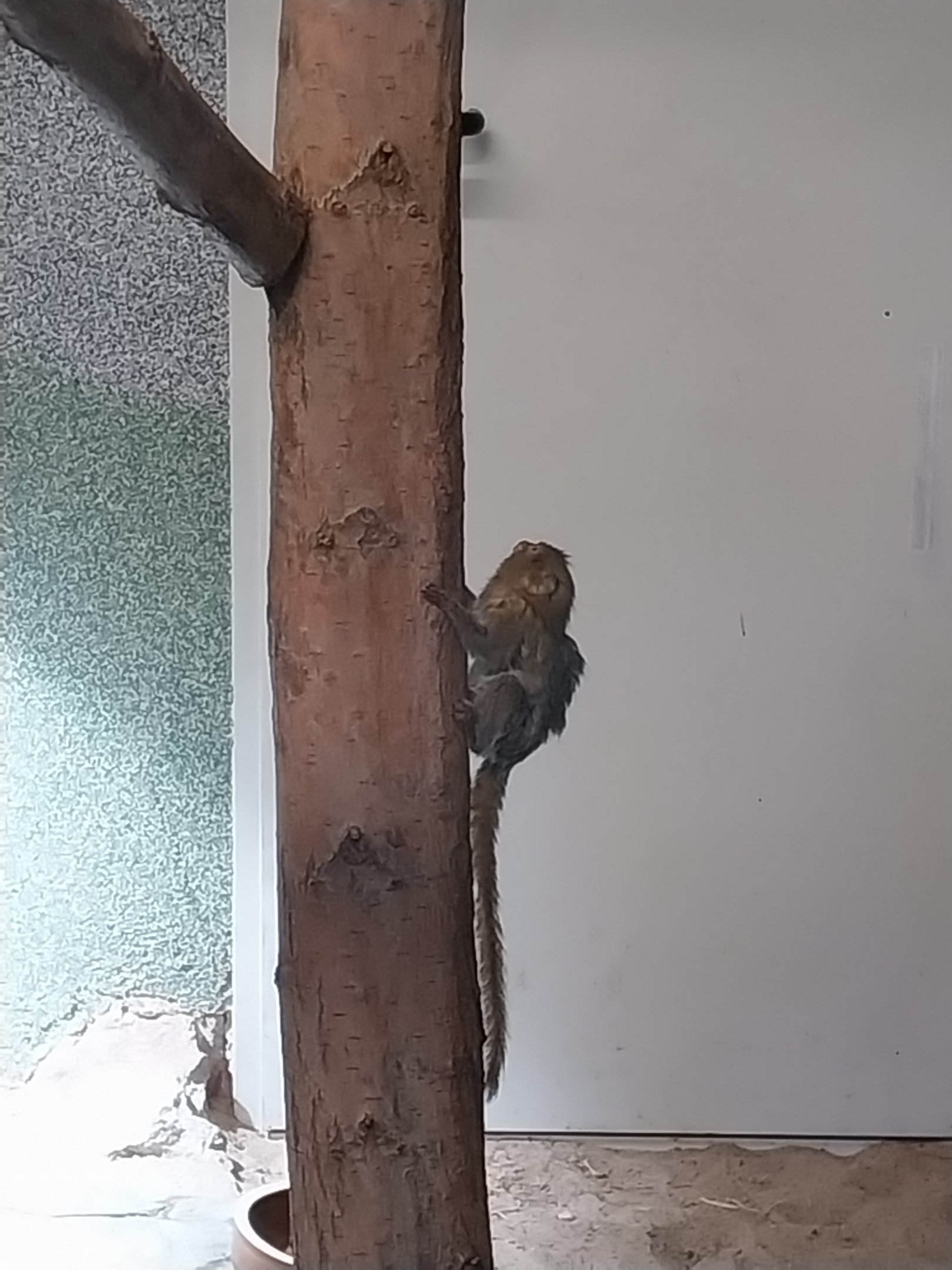 Callitrichidae - Eastern Pygmy Marmoset (Cebuella pygmaea niveiventris)