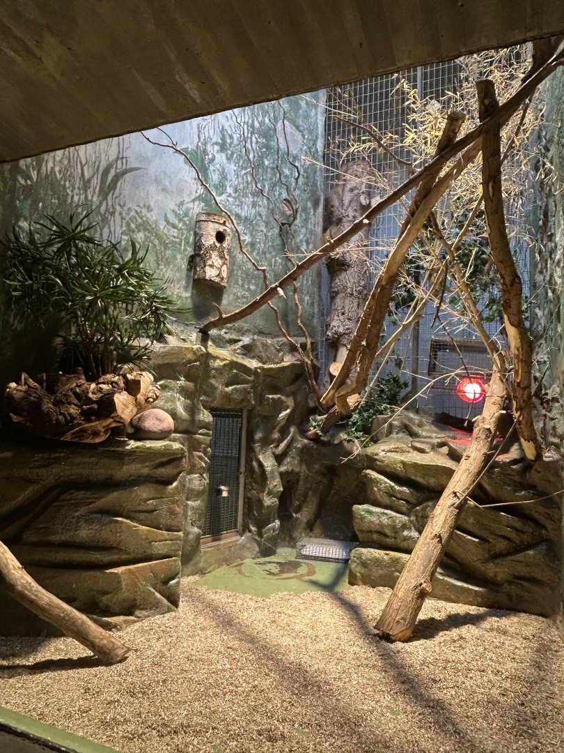 Callitrichidae exhibit