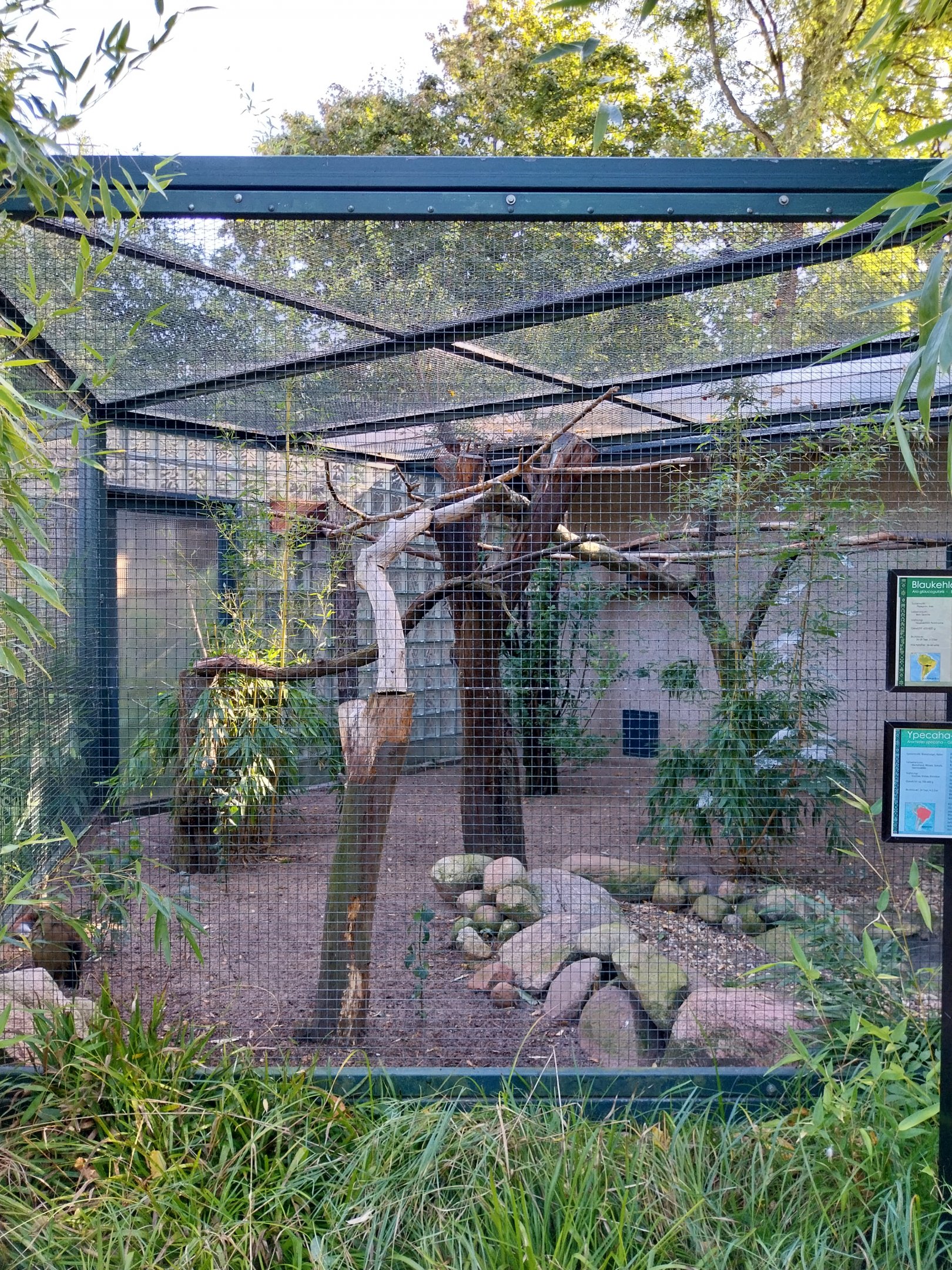 Callitrichidae - Giant Wood-rail and Blue-throated Macaw