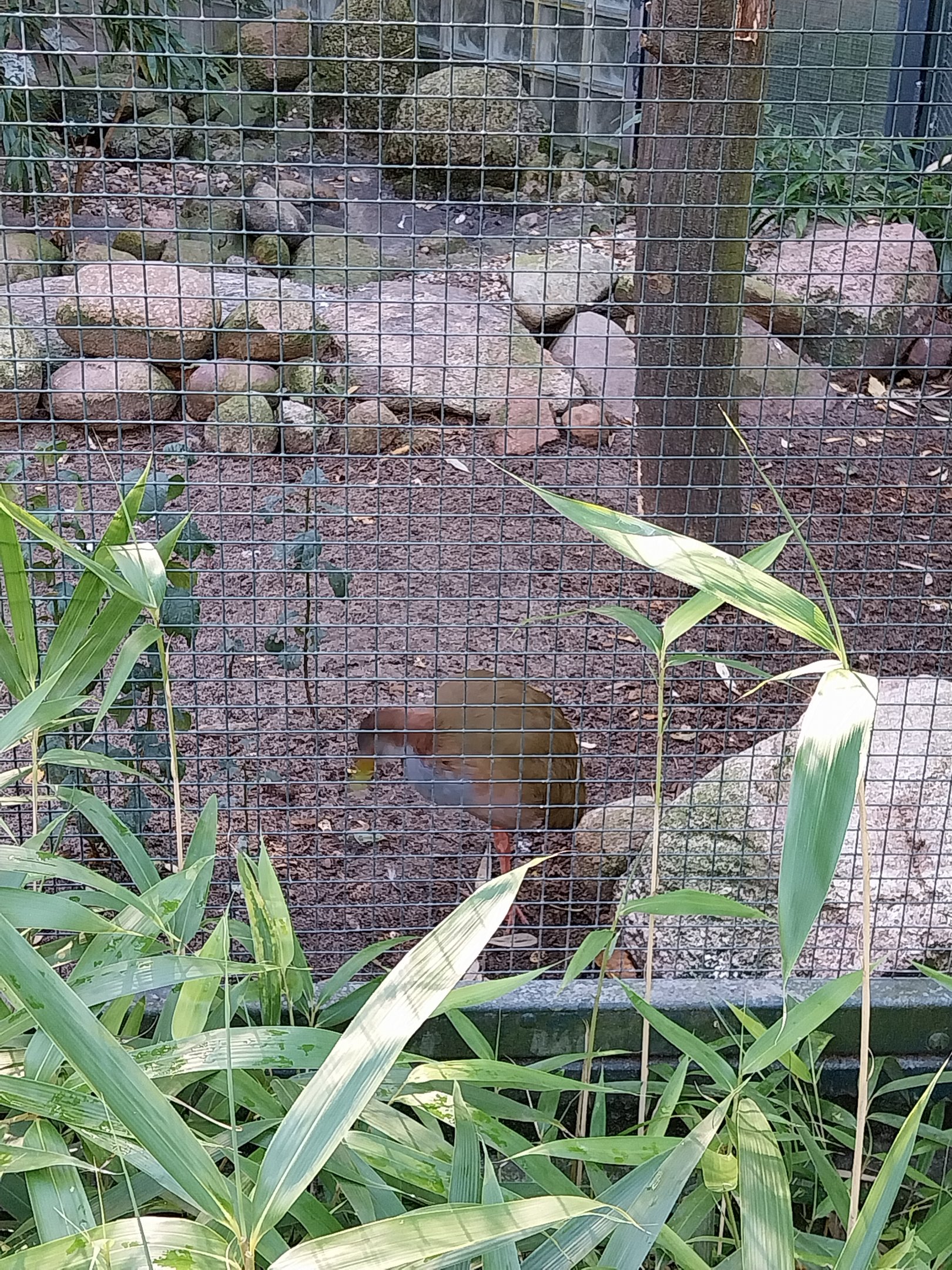 Callitrichidae - Giant Wood-rail (Aramides ypecaha)