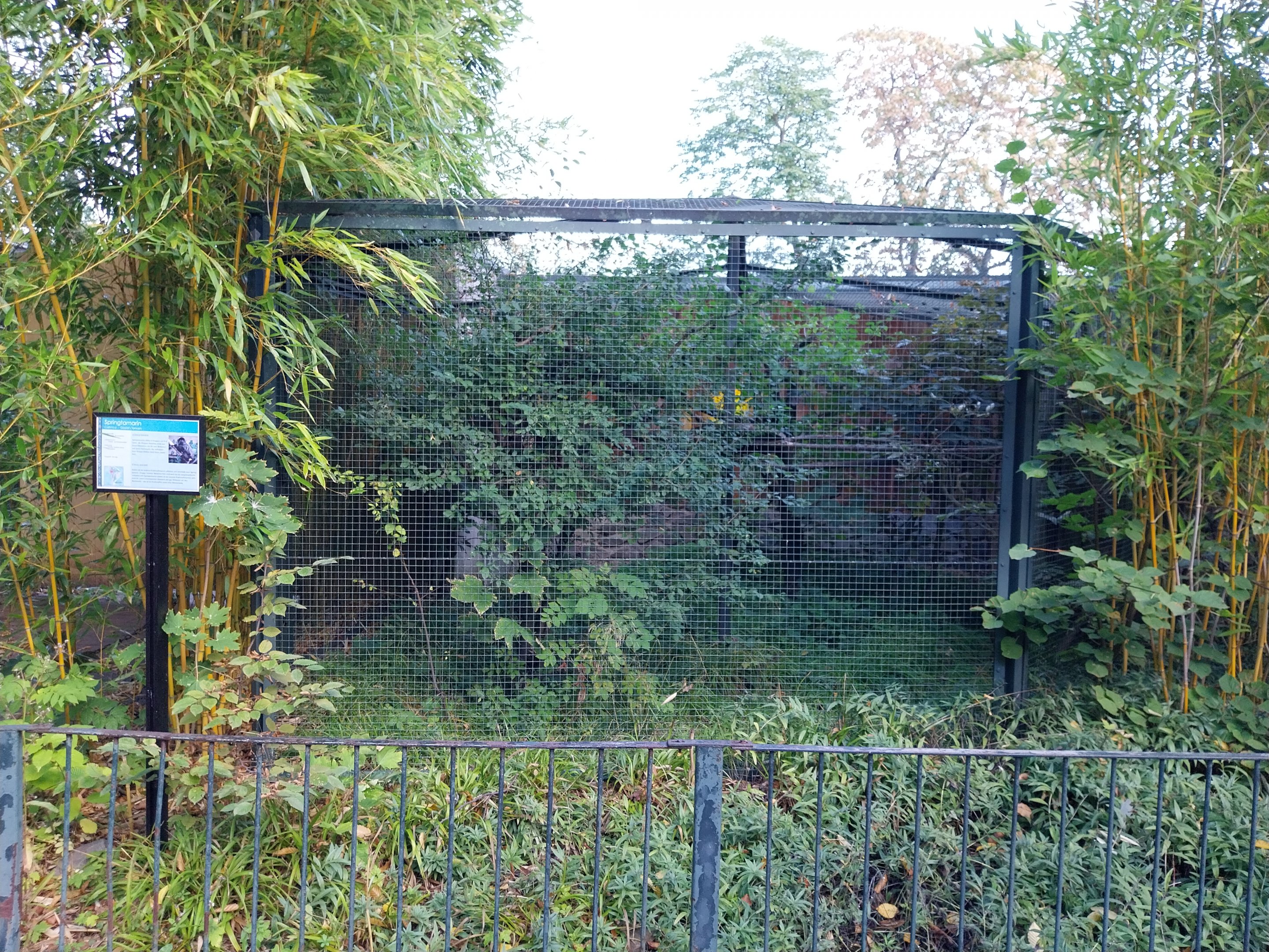 Callitrichidae - Goeldi's Monkey