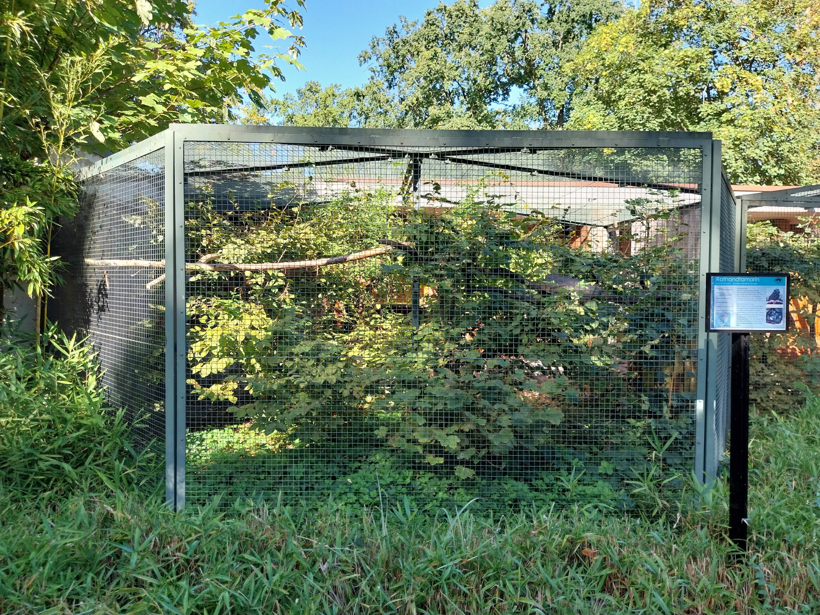 Callitrichidae - Golden-handed Tamarin - First enclosure