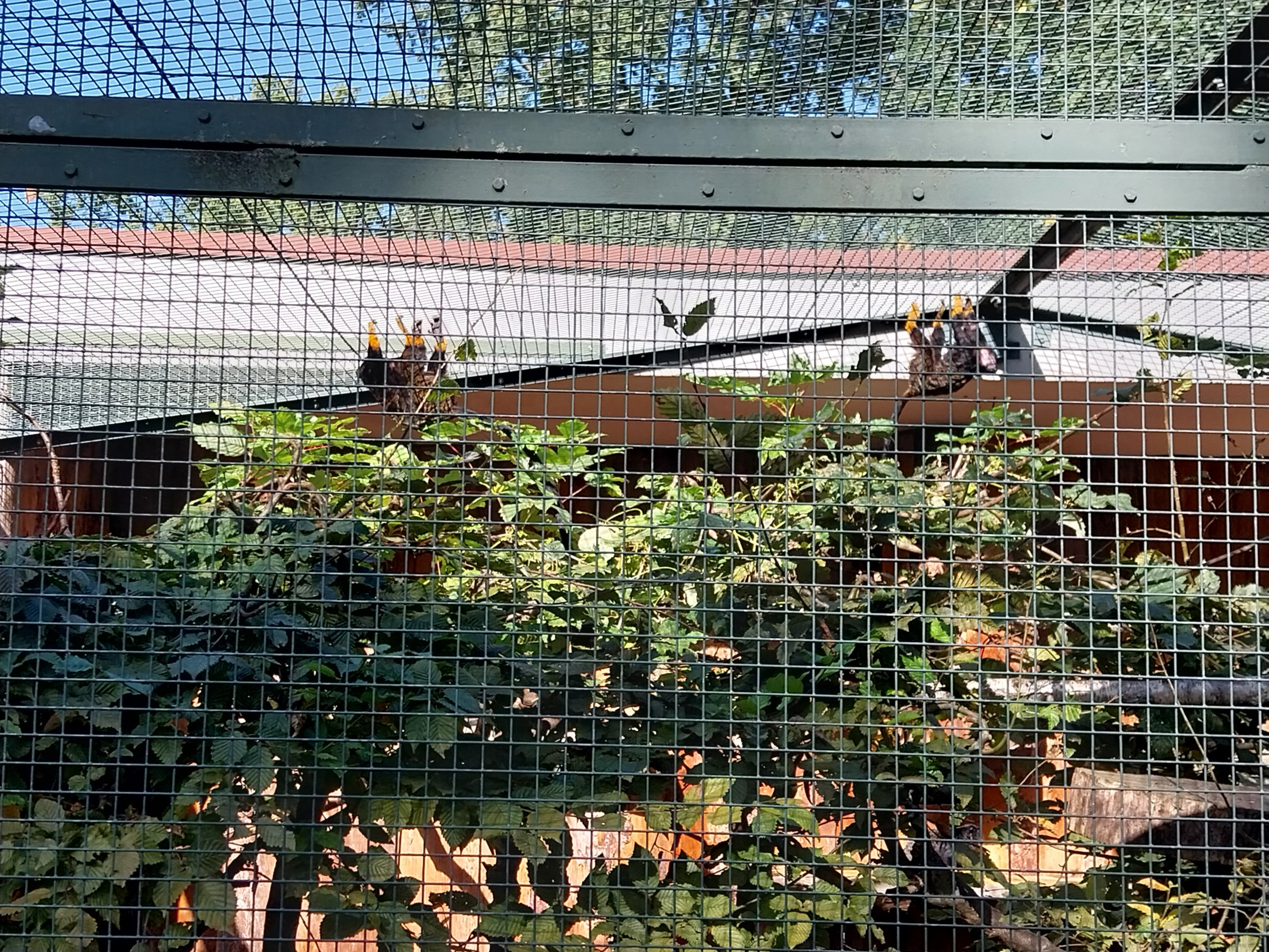 Callitrichidae - Golden-handed Tamarin (Saguinis midas)