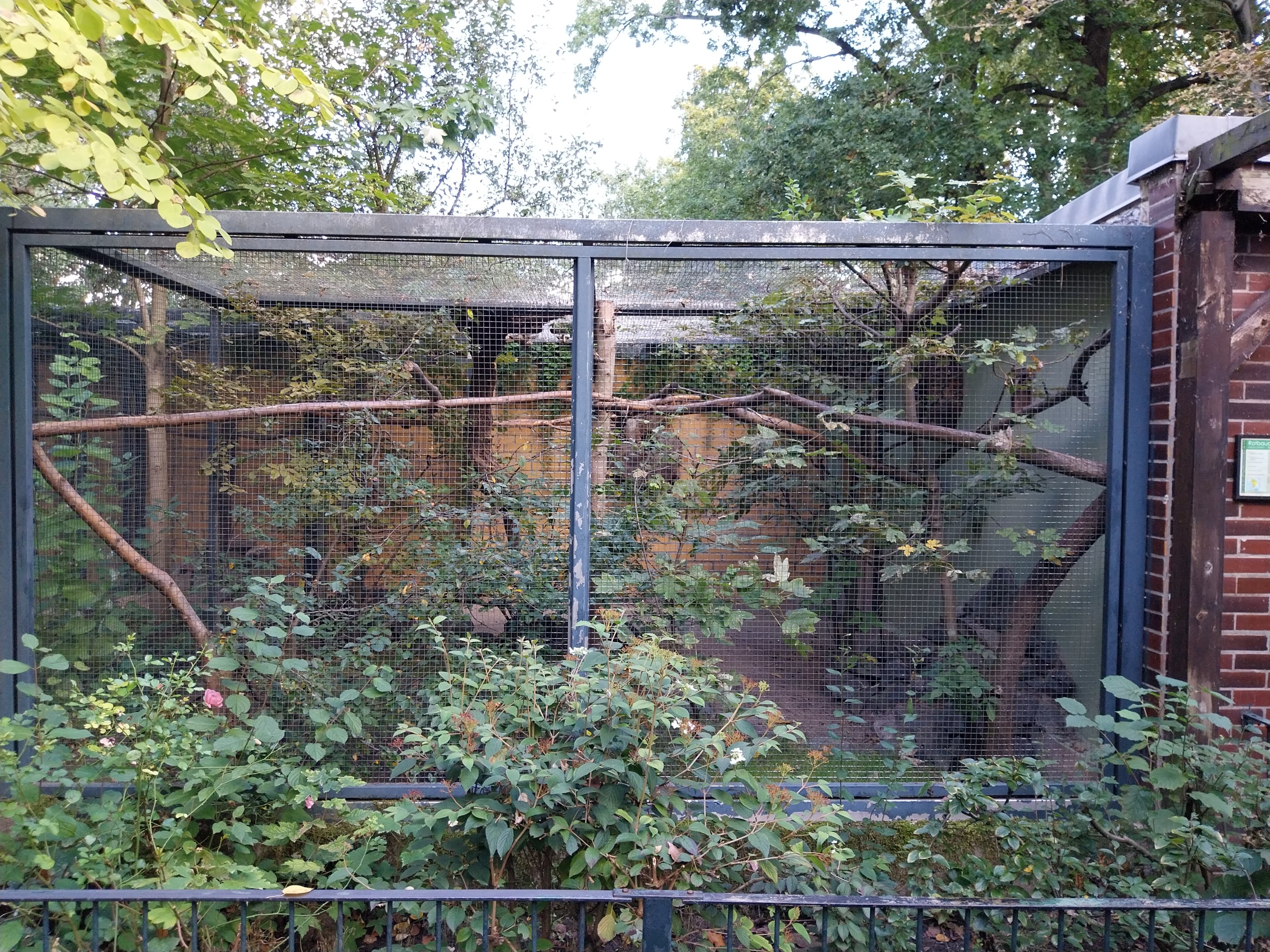 Callitrichidae - Golden-headed Lion Tamarin