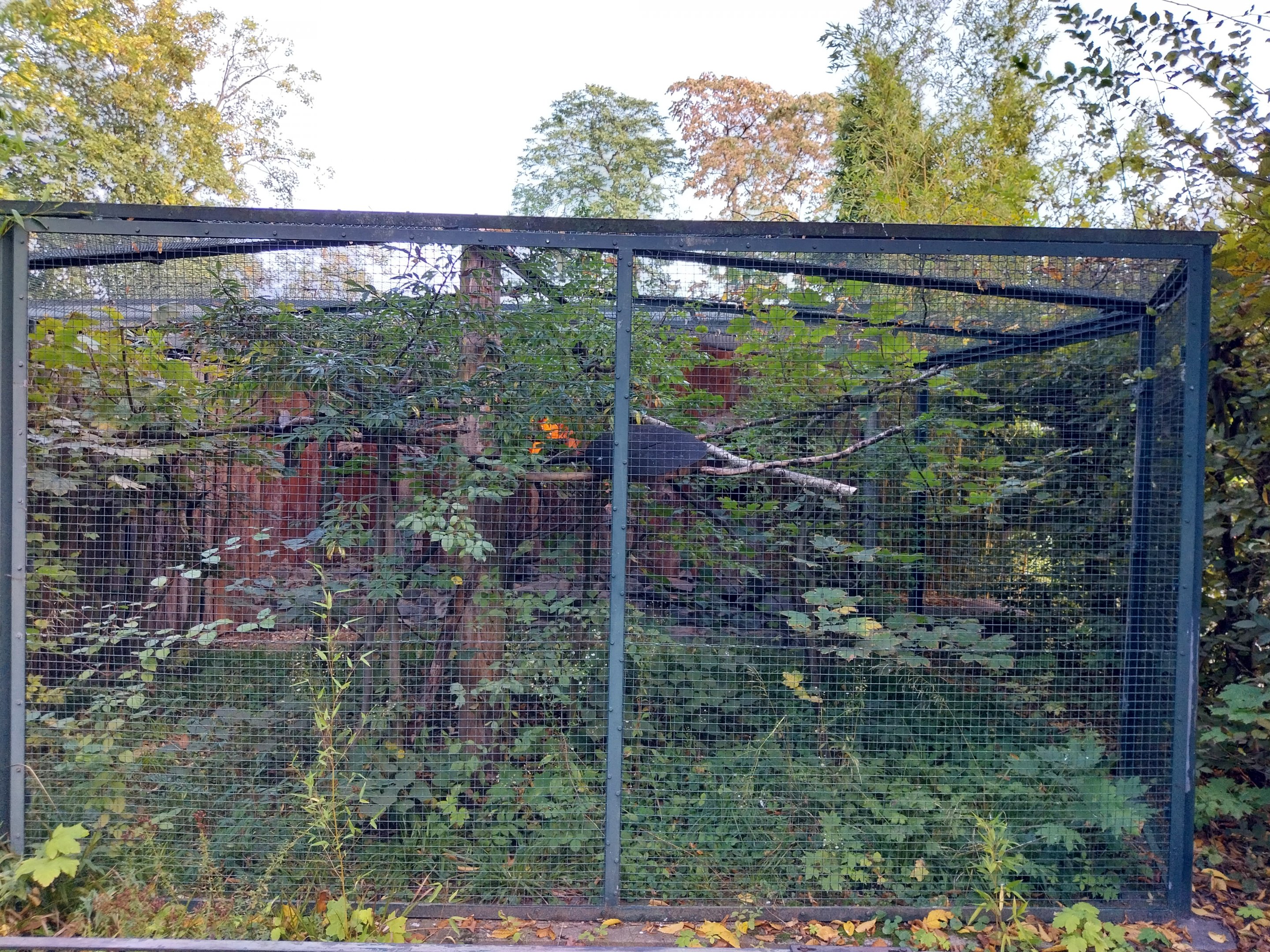 Callitrichidae - Golden Lion Tamarin