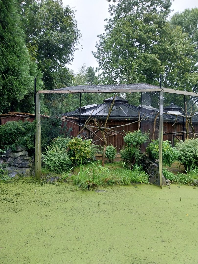 Callitrichidae House - Geoffroy's tufted-ear marmoset enclosure