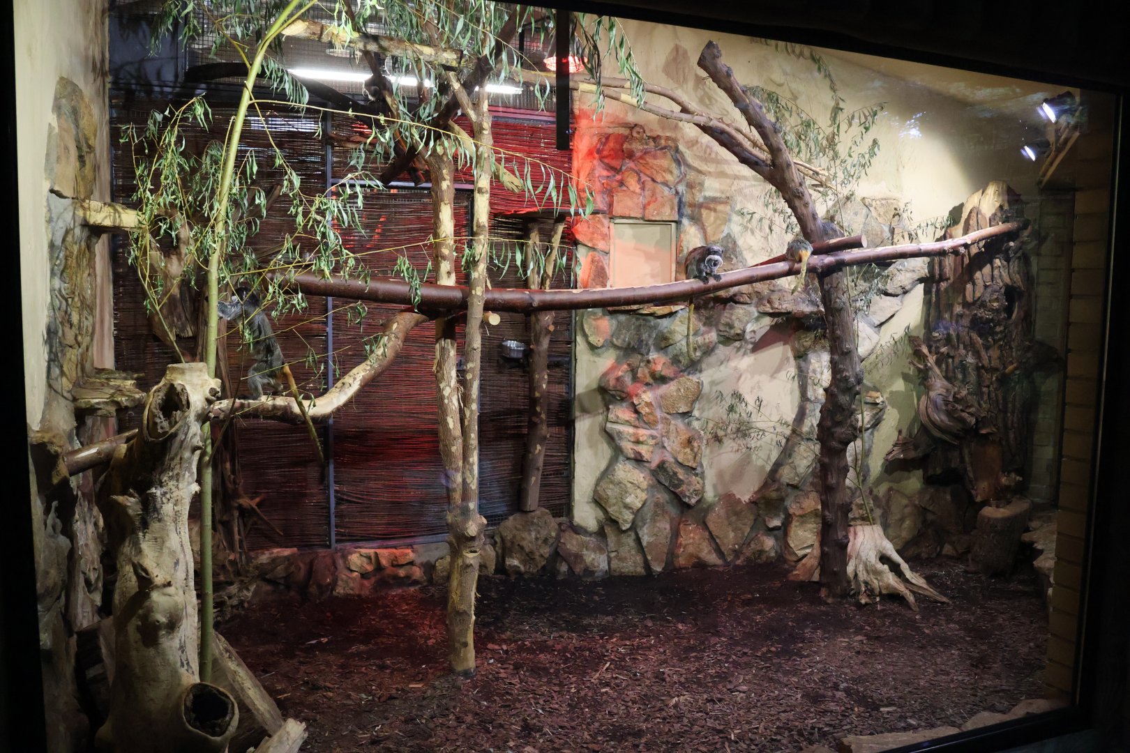 Callitrichidae House rear side - Bearded emperor tamarin enclosure