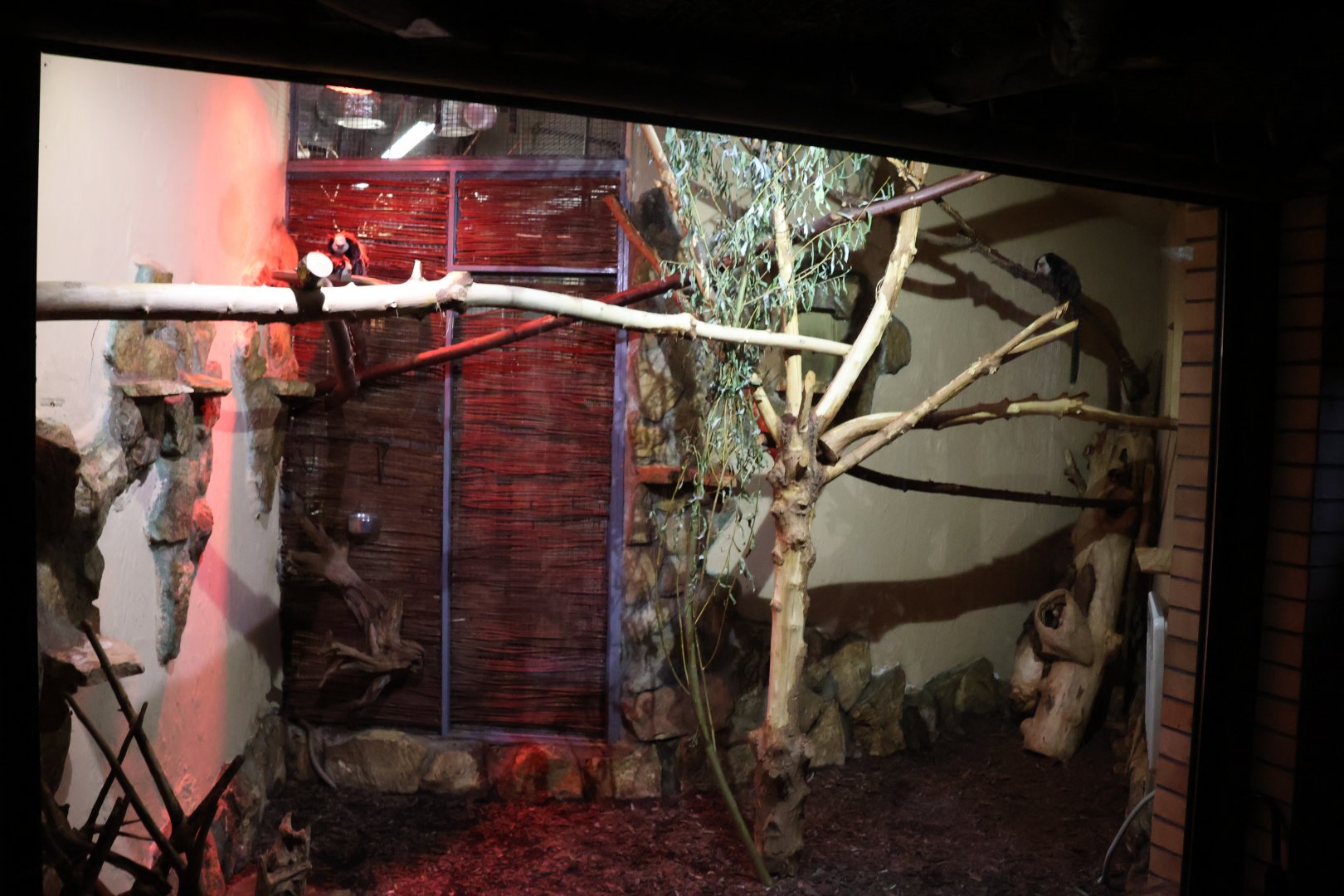 Callitrichidae House rear side - Geoffroy's tufted-ear marmoset enclosure