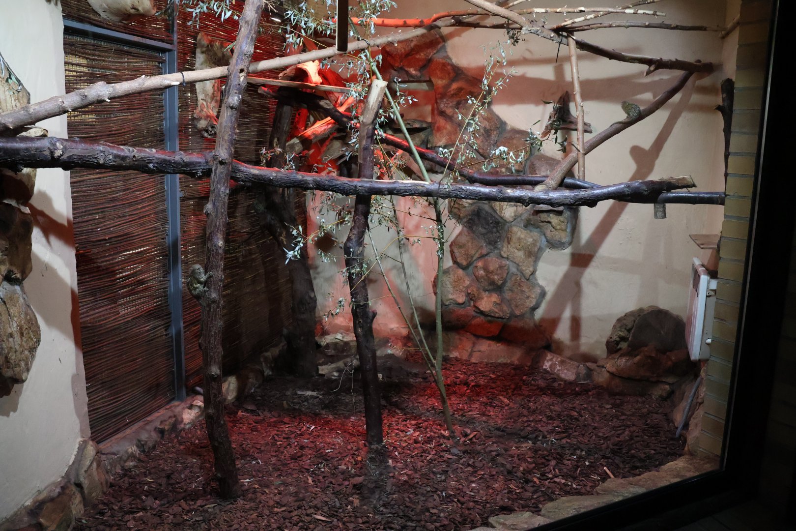 Callitrichidae House rear side - Western pygmy marmoset enclosure