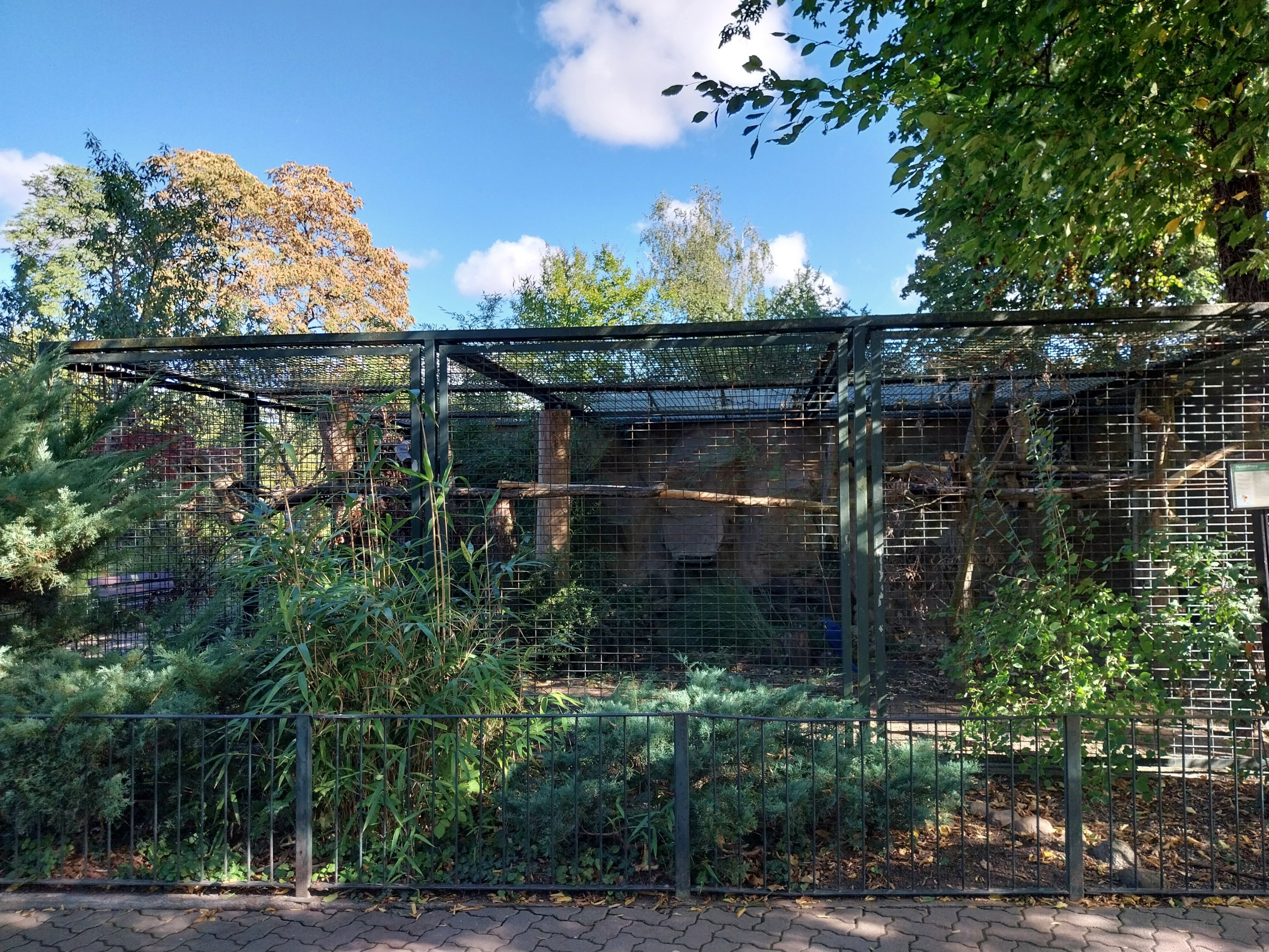 Callitrichidae - Hyacinth Macaw