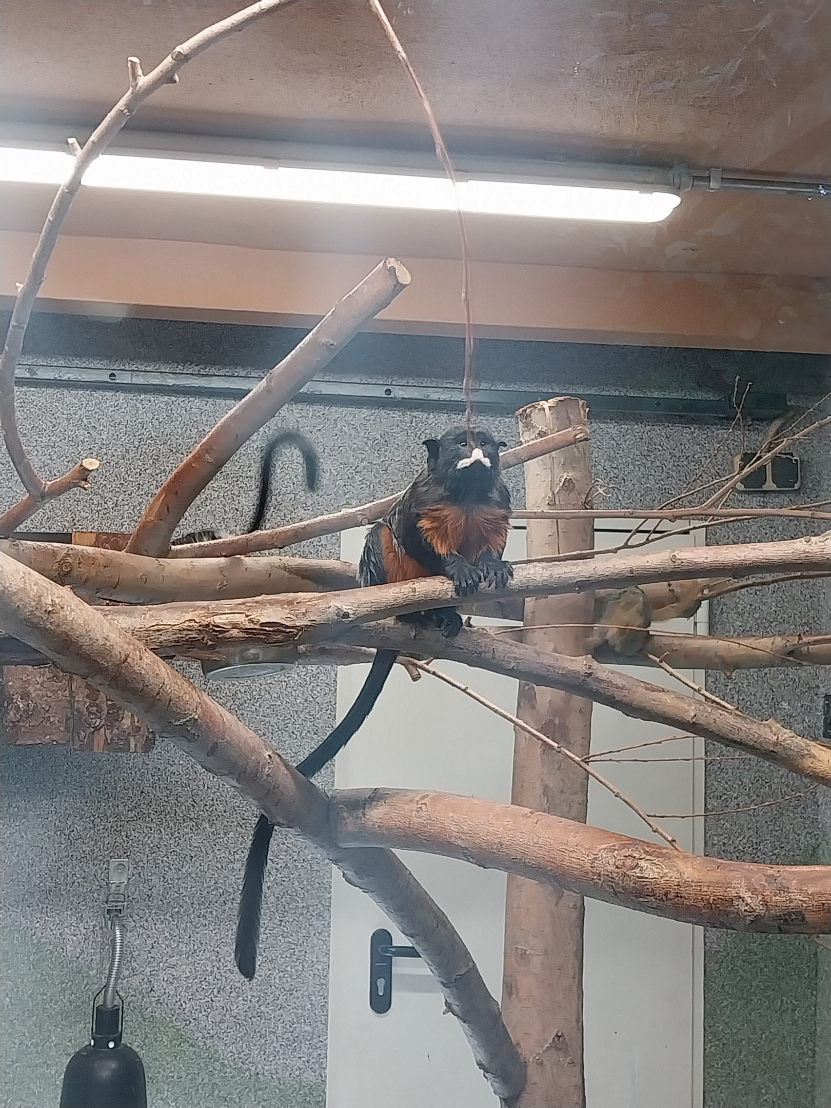 Callitrichidae - Red-bellied Tamarin (Saguinis labiatus)