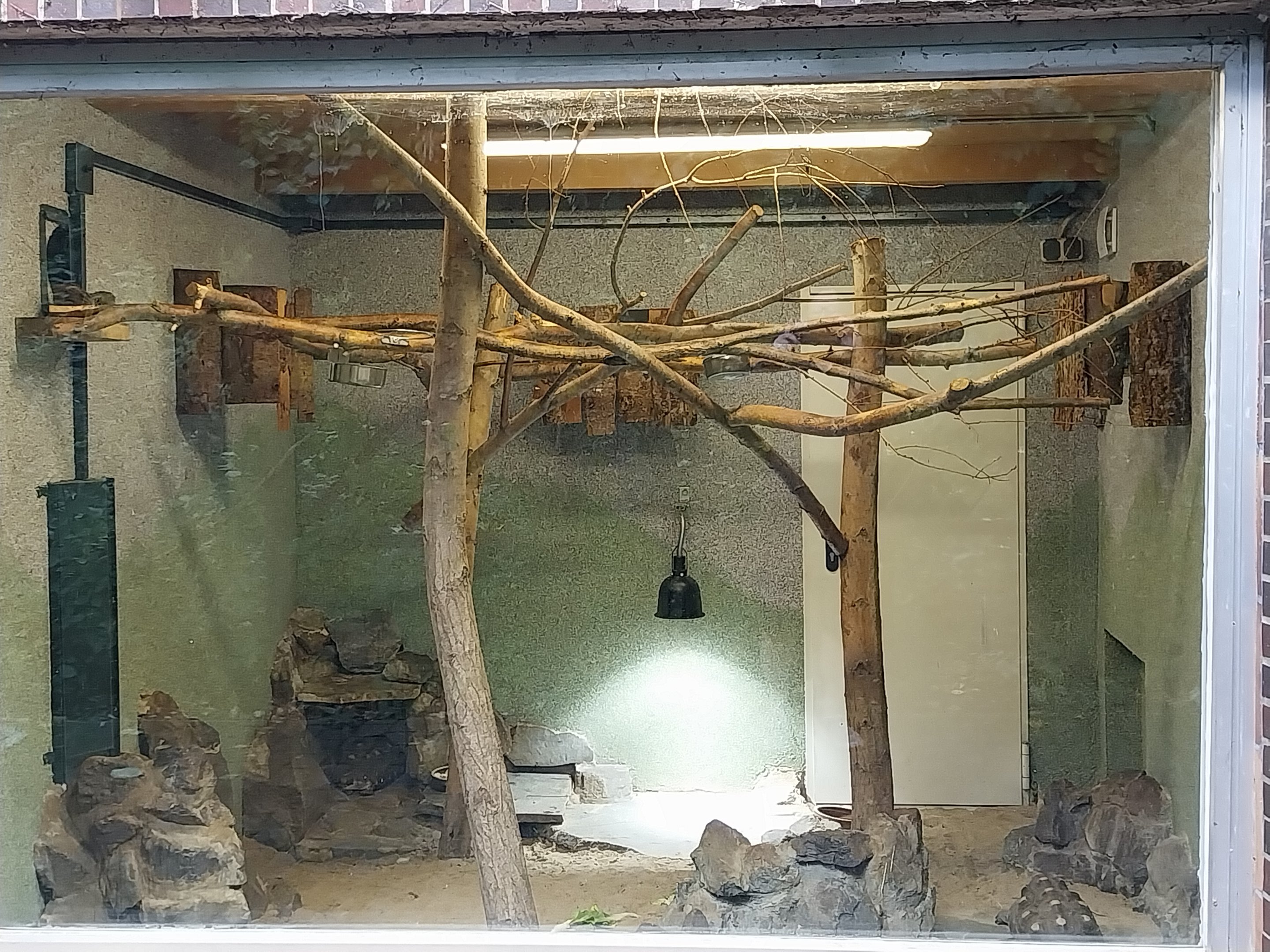 Callitrichidae - Red-Bellied Tamarin