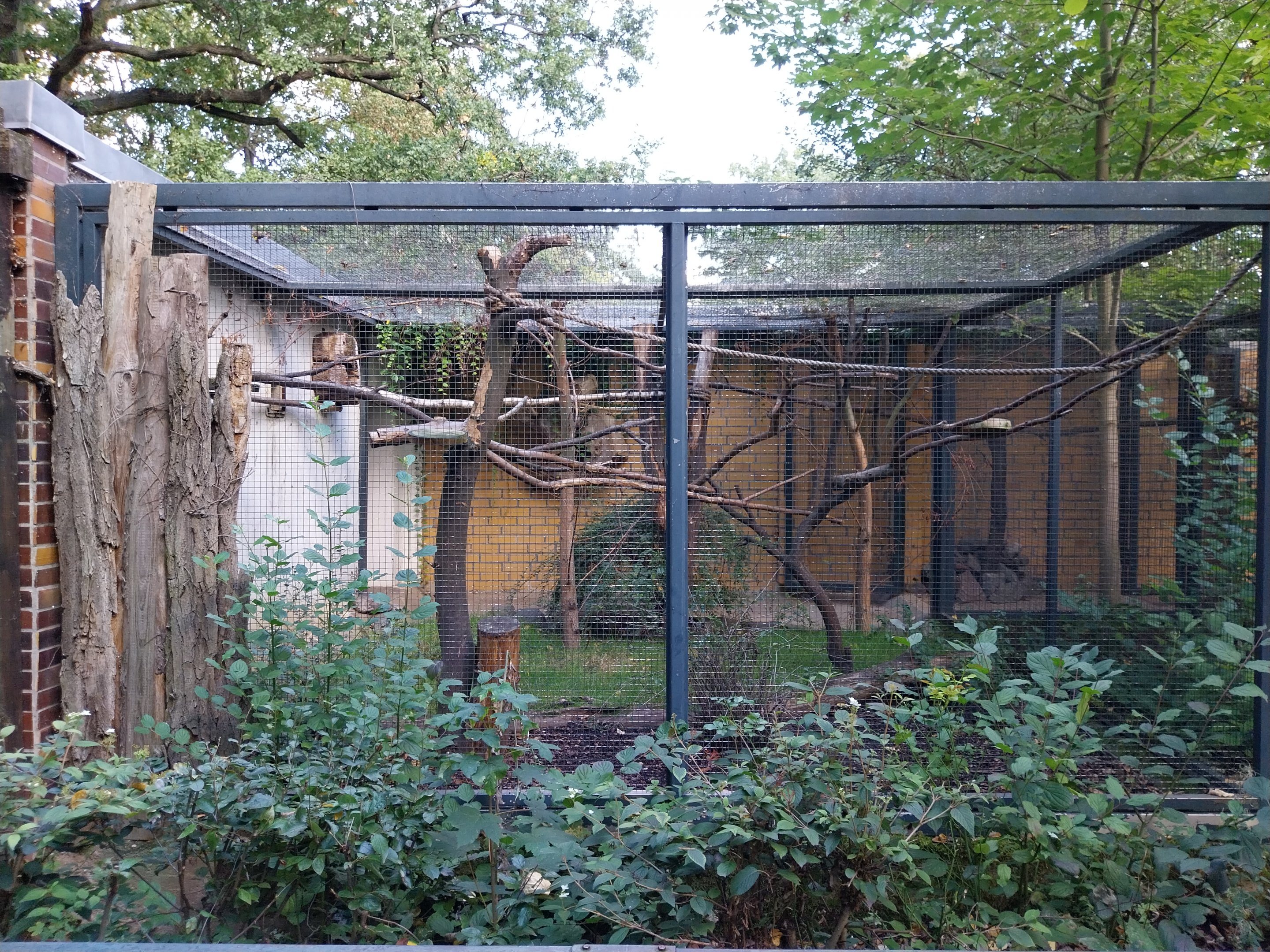 Callitrichidae - Red-bellied Tamarin