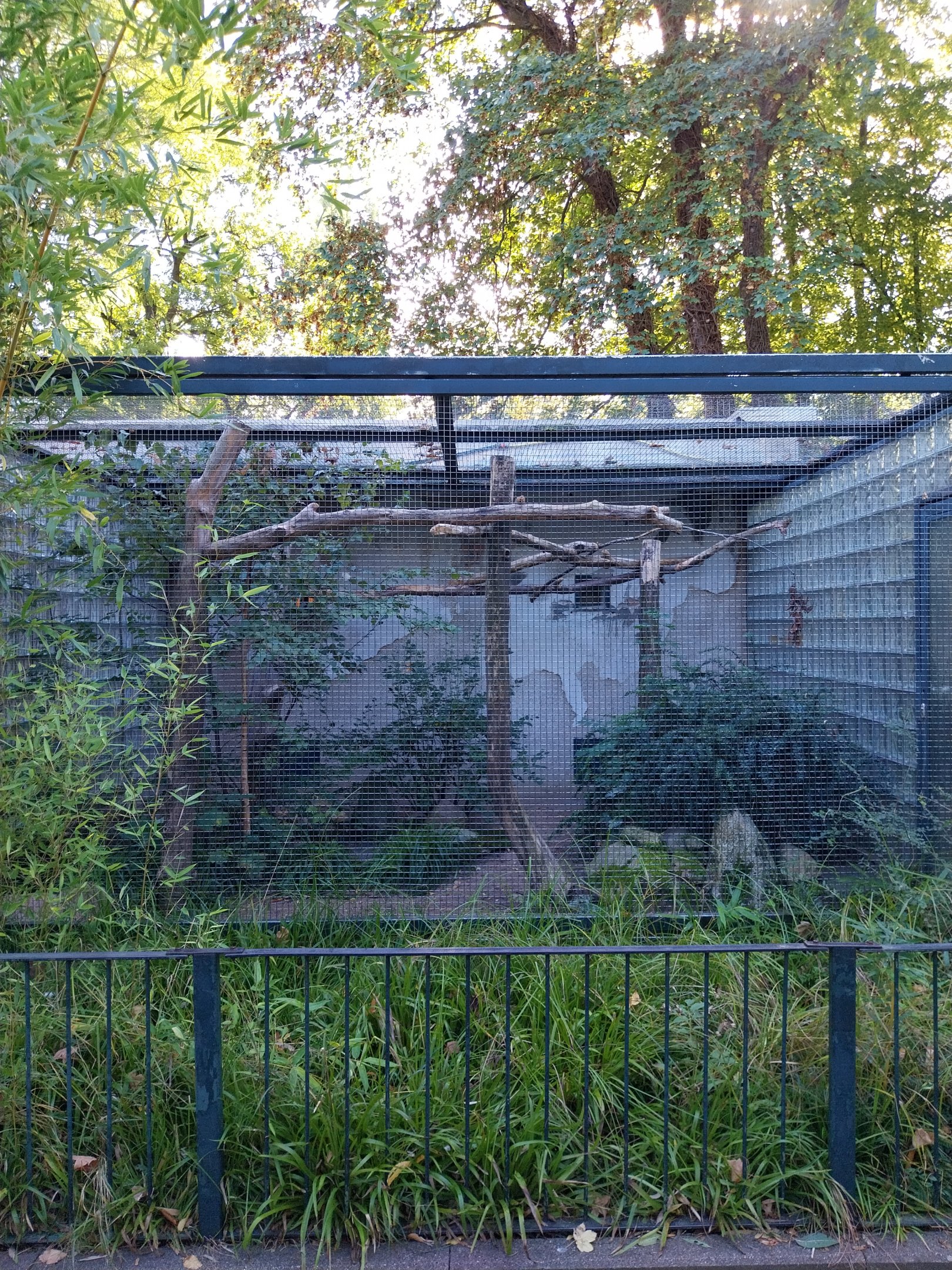 Callitrichidae - Scarlet Macaw