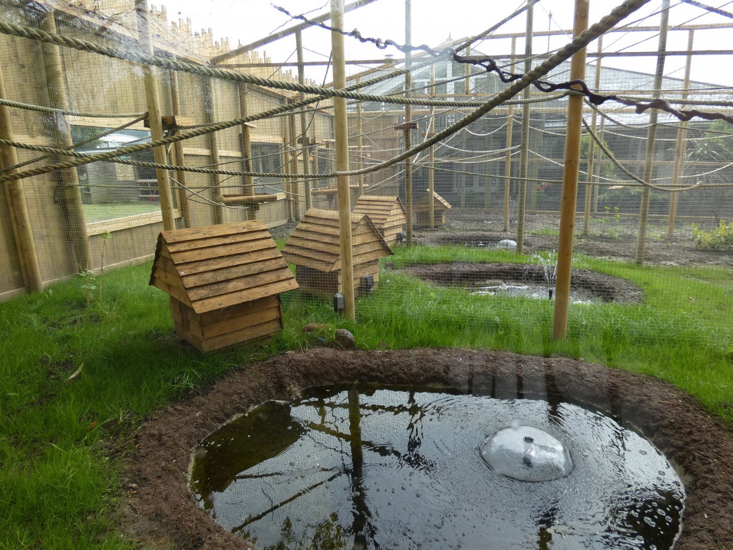 Callitrichids enclosure (2)