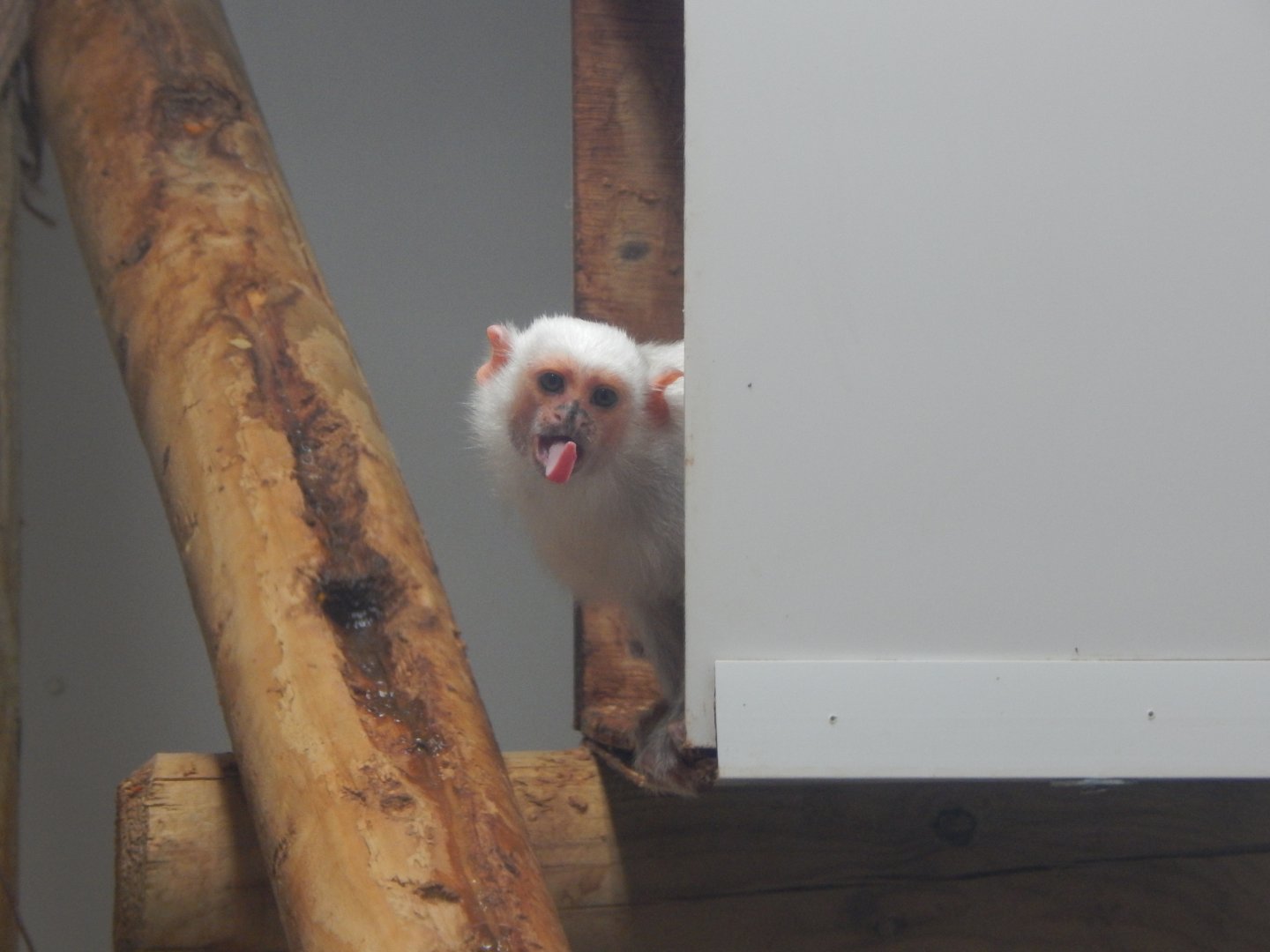 Callitrichids House - Silvery marmoset 150522