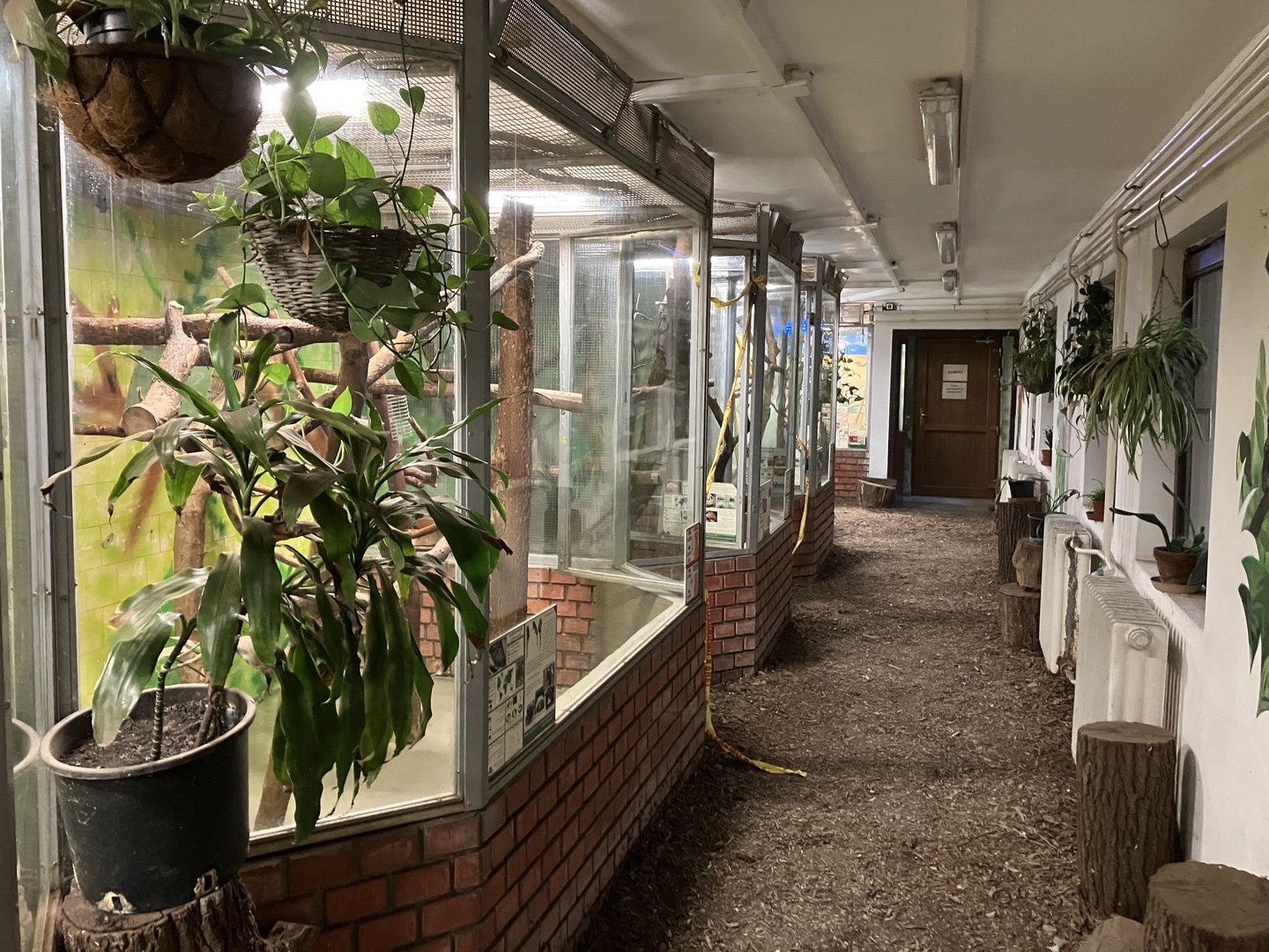 Callitrichinae indoors