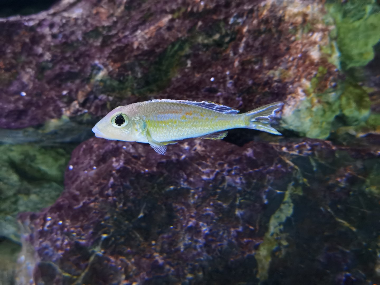 Callochromis pleurospilus, male