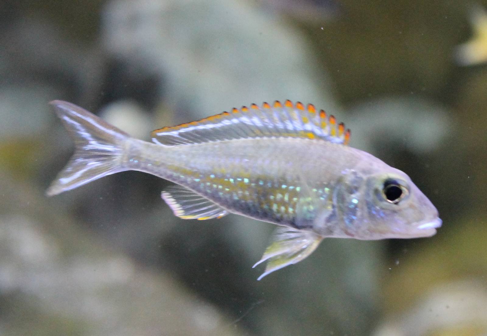 Callochromis pleurospilus