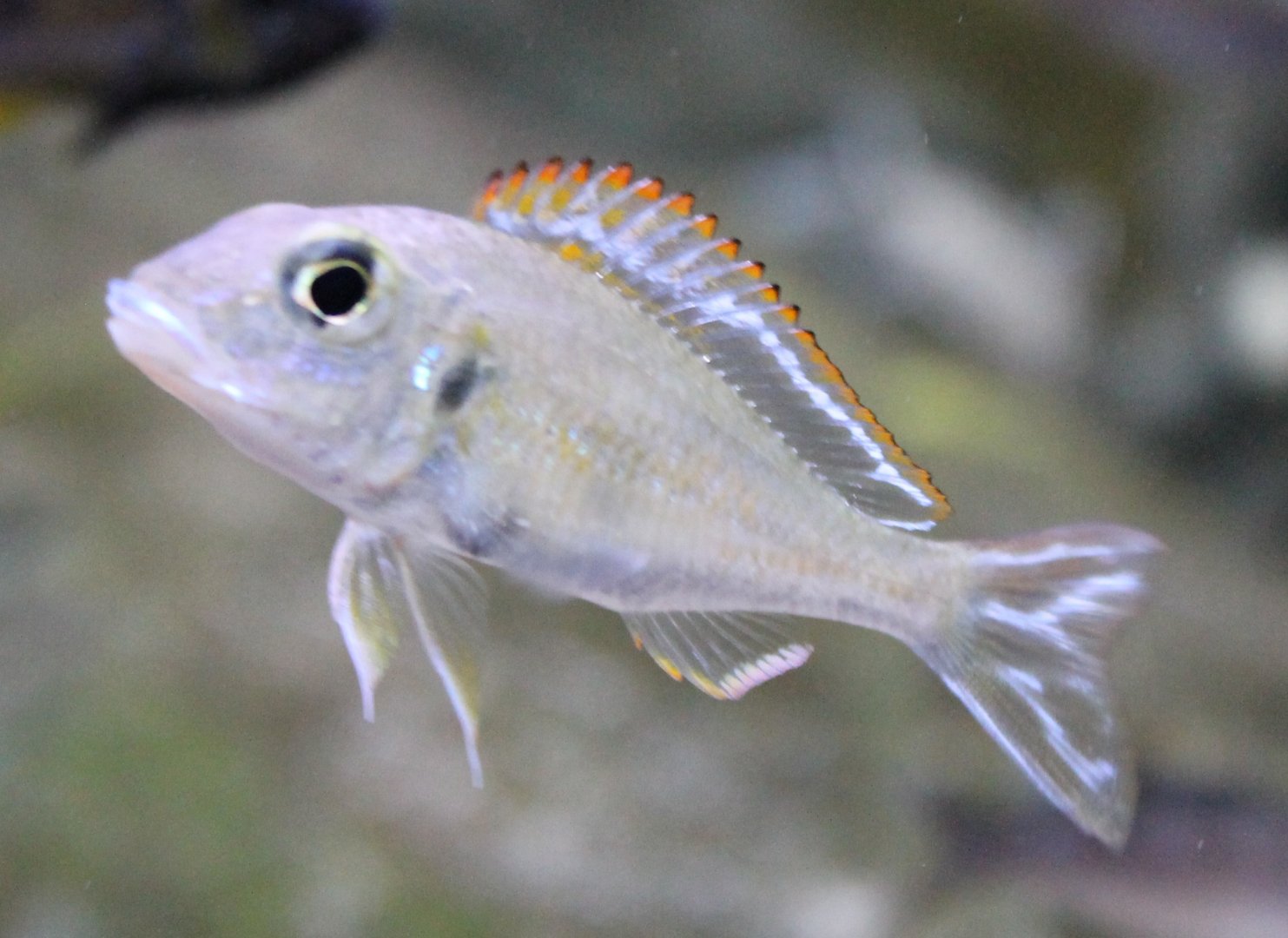 Callochromis pleurospilus
