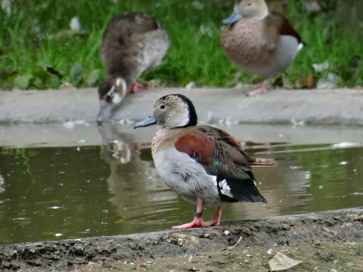 Callonetta leucophrys