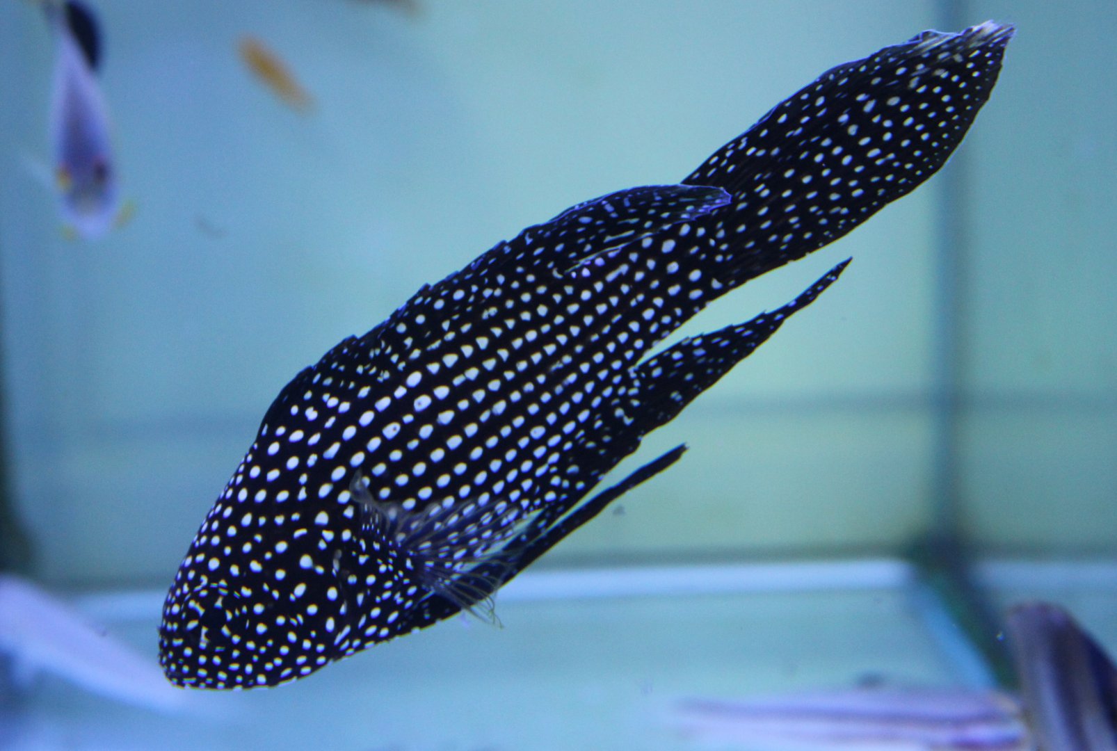 Calloplesiops altivelis