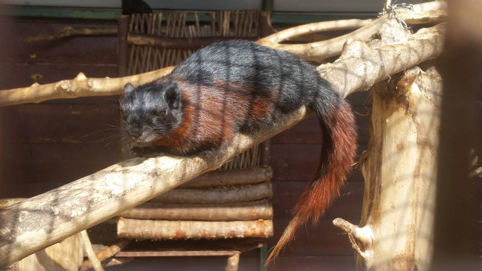 Callosciurus (finlaysoni) ferrugineus