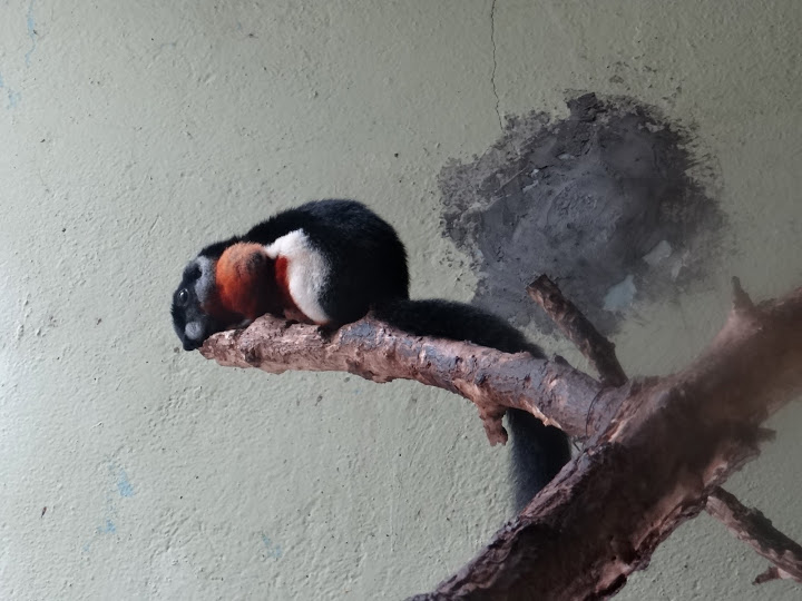 Callosciurus prevosti rafflesi