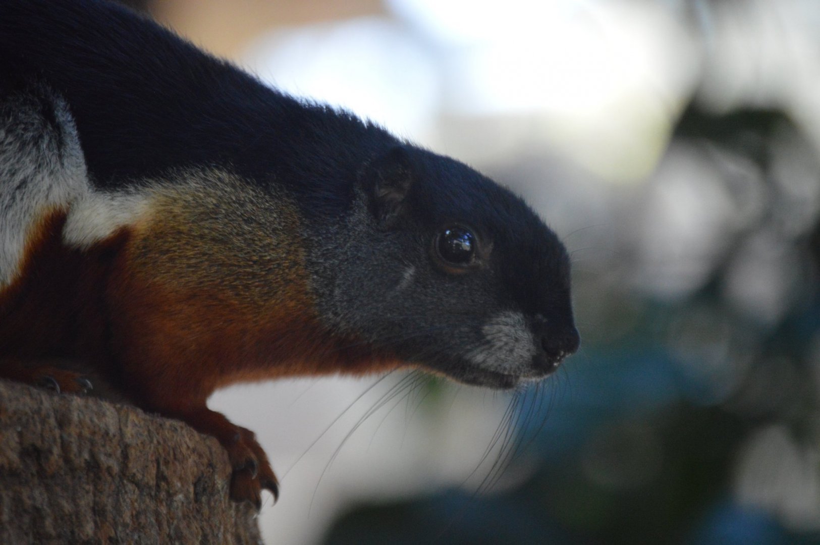 Callosciurus prevostii