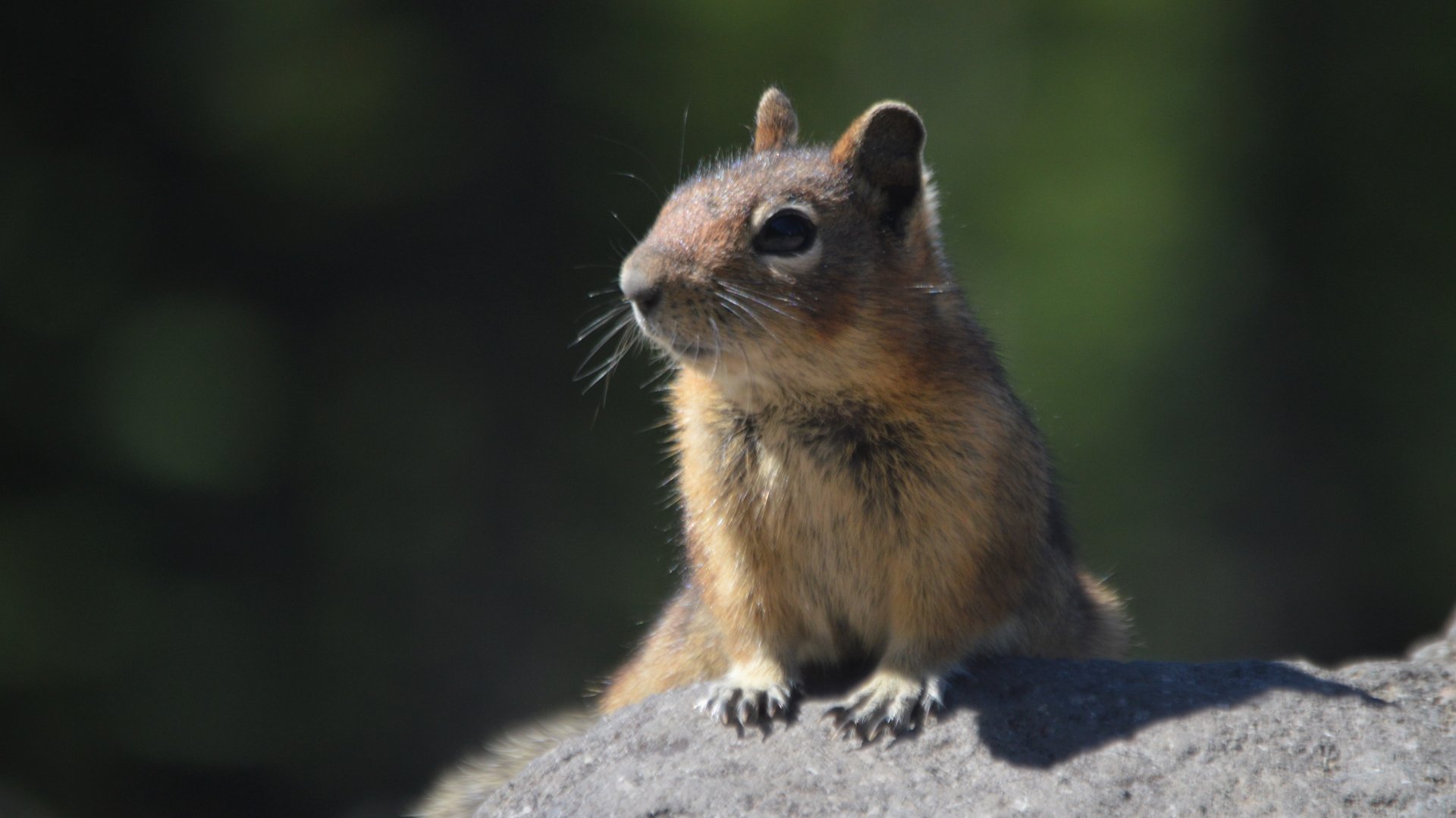 Callospermophilus saturatus