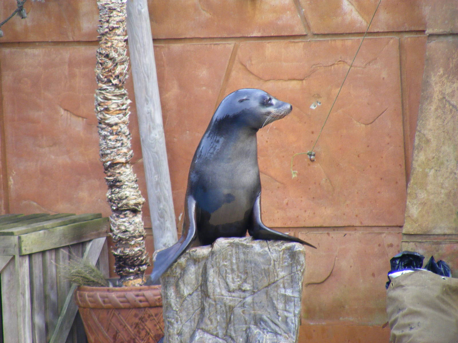Callum the Californian sea lion at West Midland Safari Park, 13 February 20