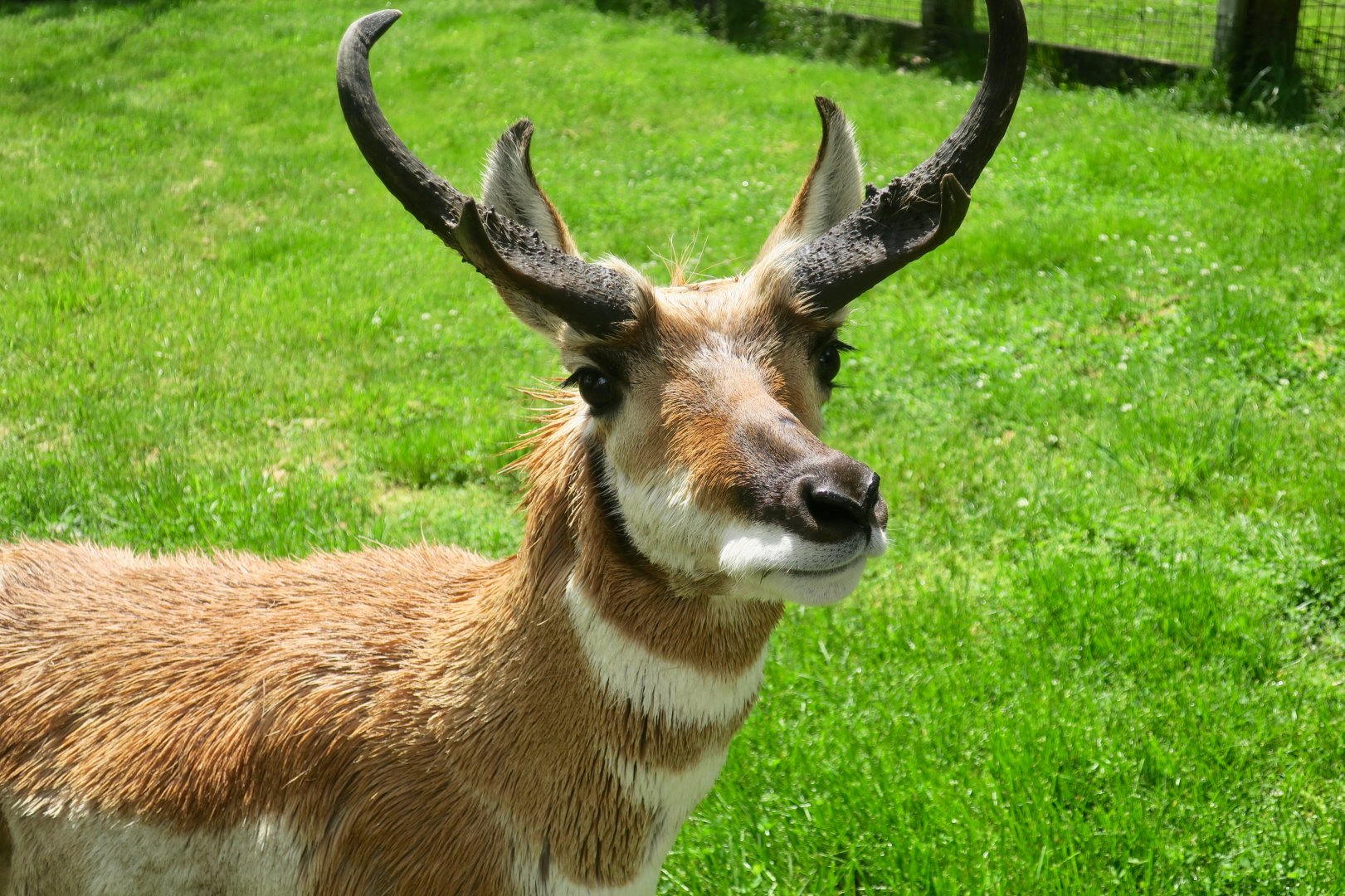 Callum the Pronghorn (Antilocapra americana americana)